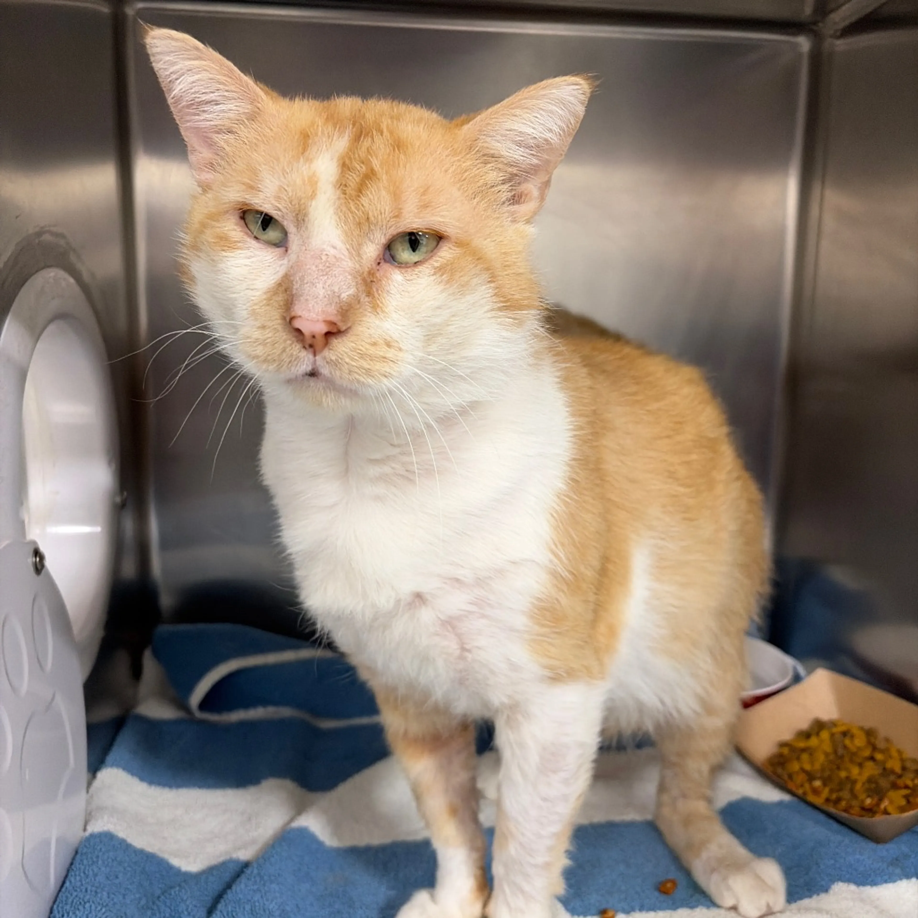 Found pet-6