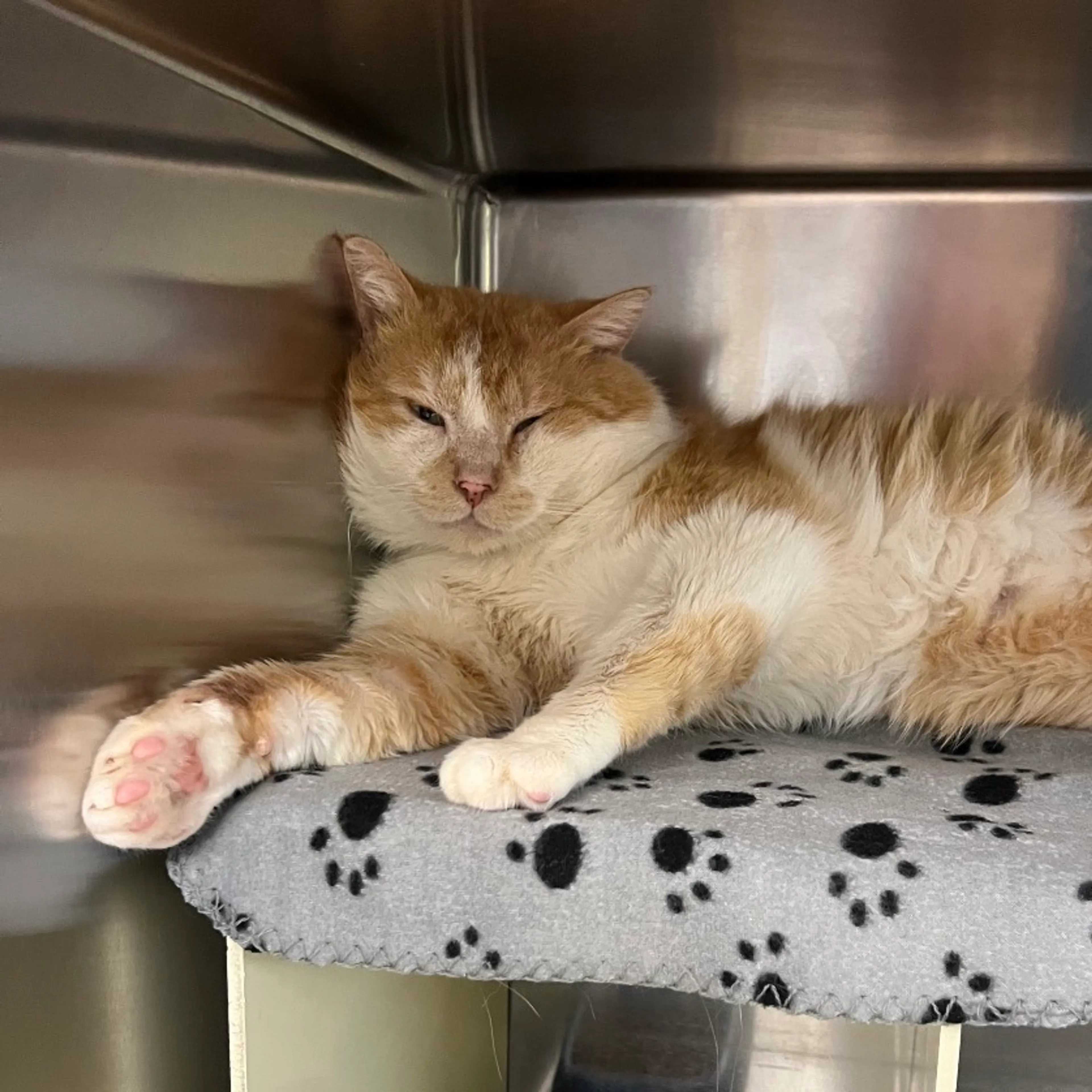 Found pet-1