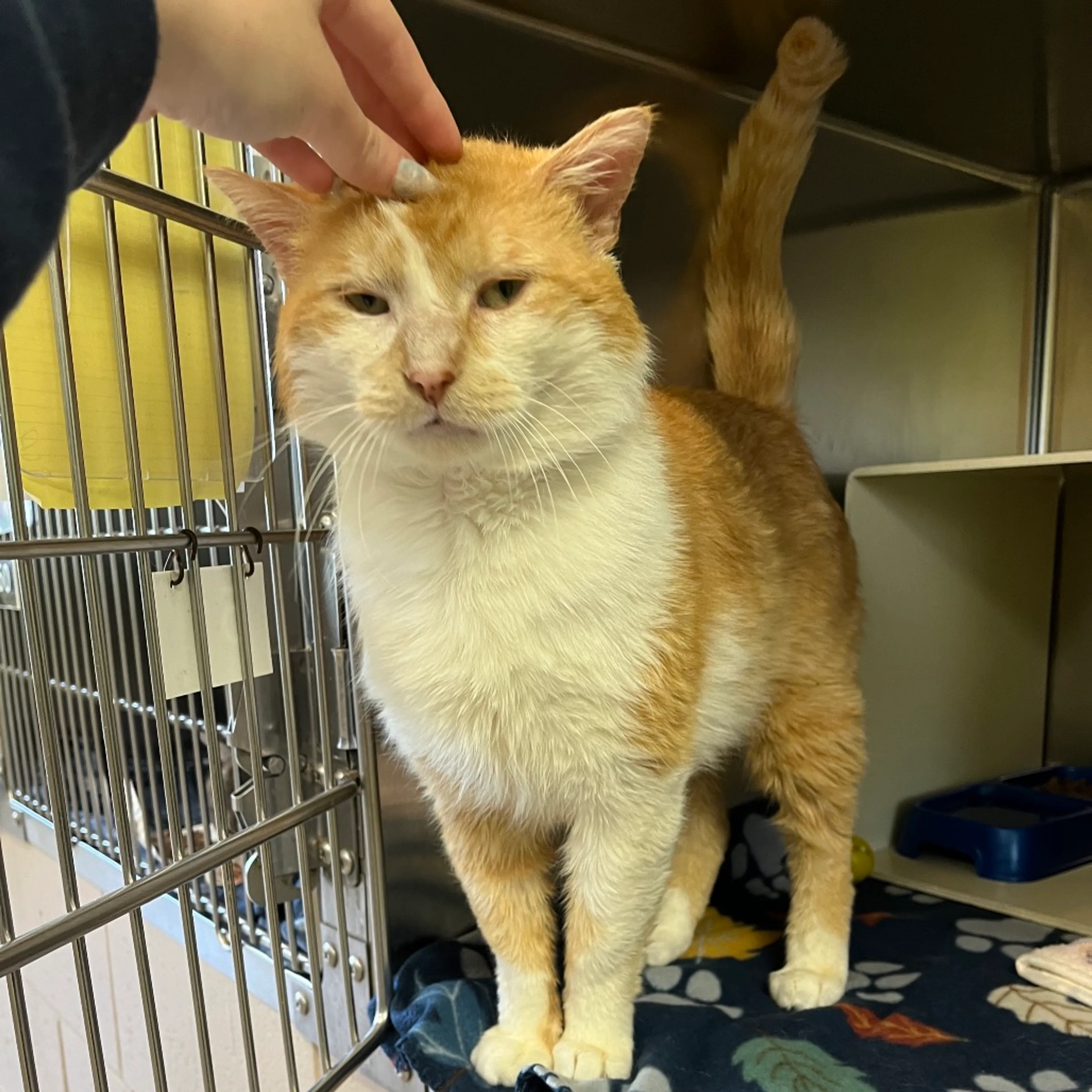 Found pet-4