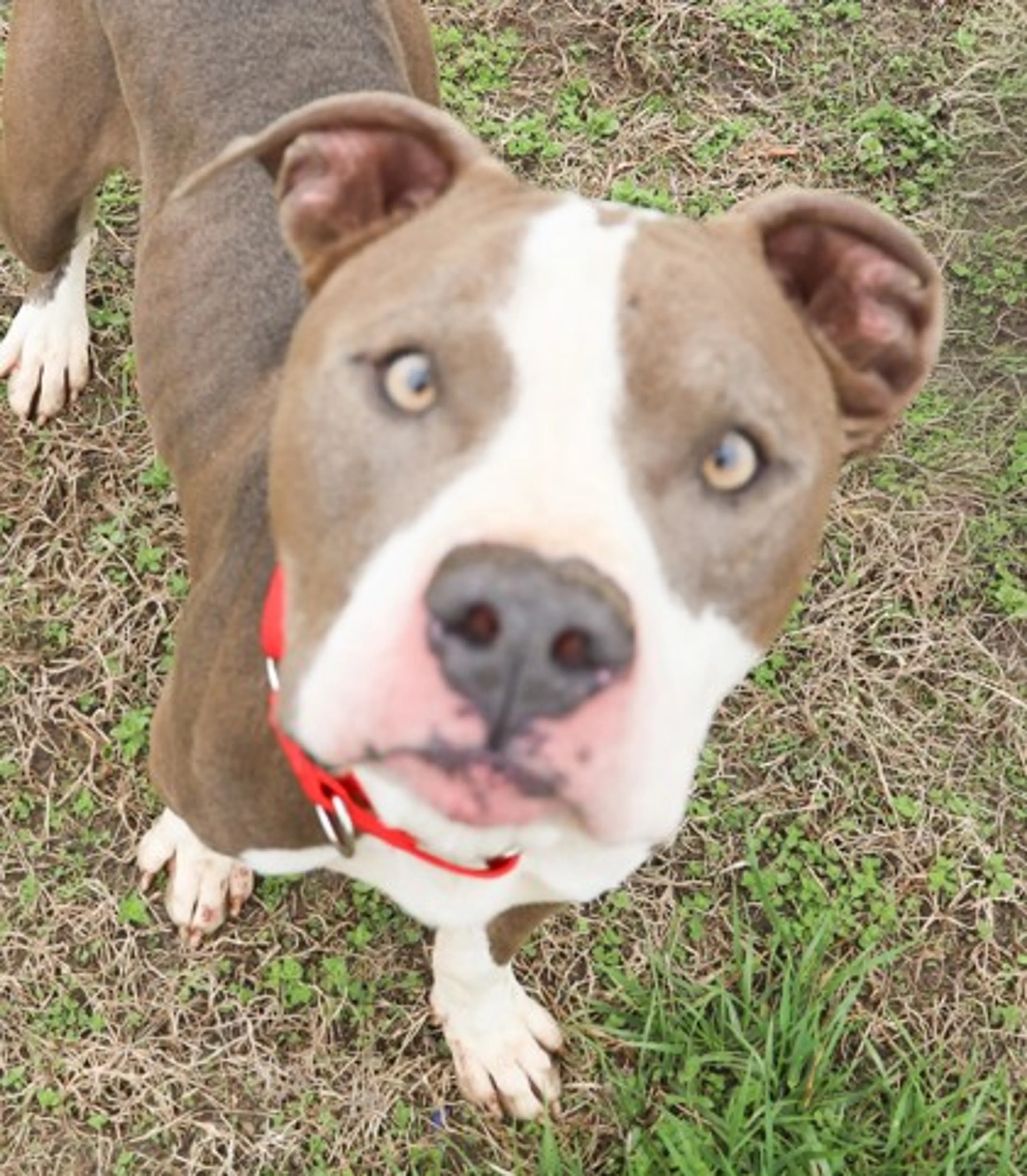 Found pet