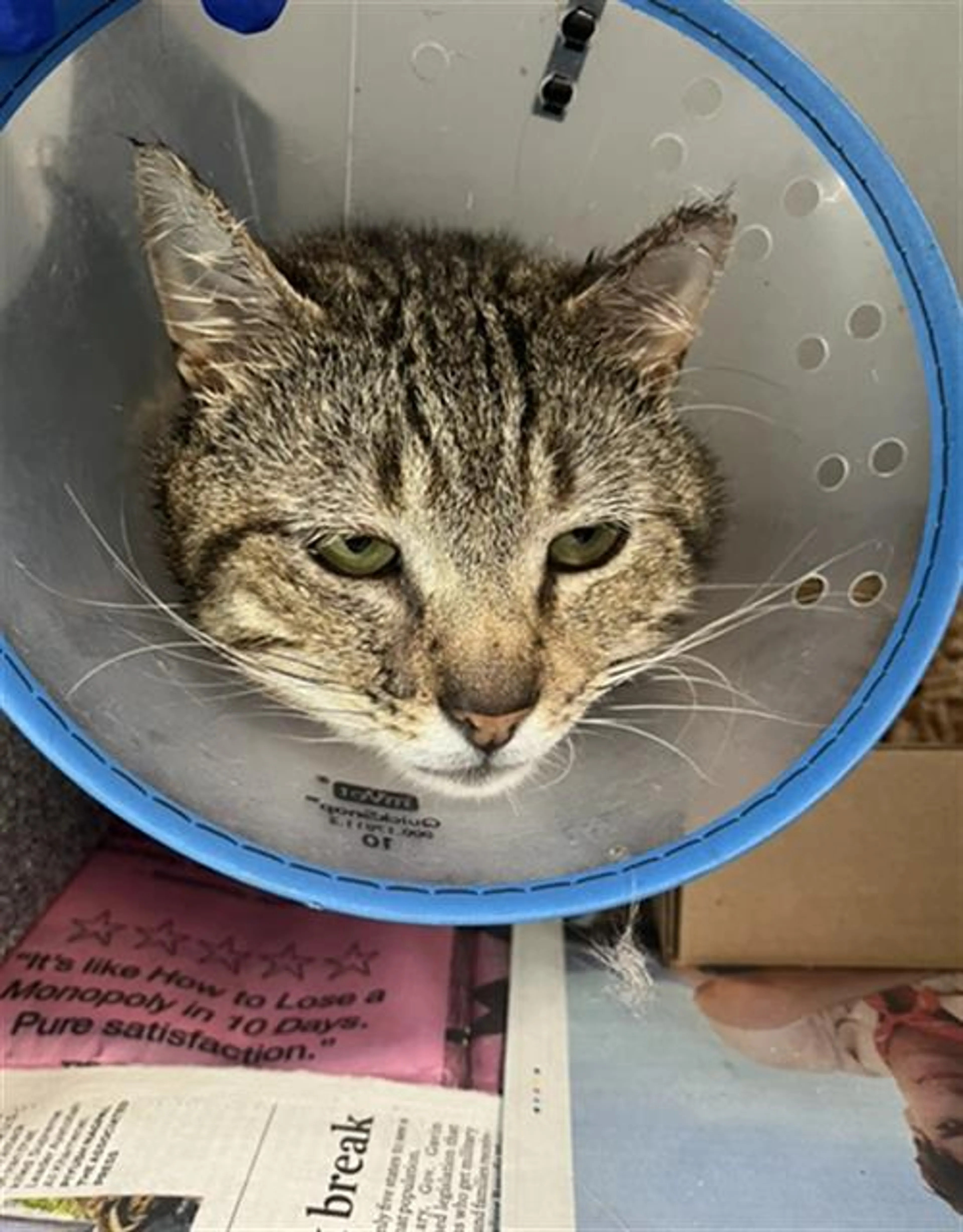 Found pet