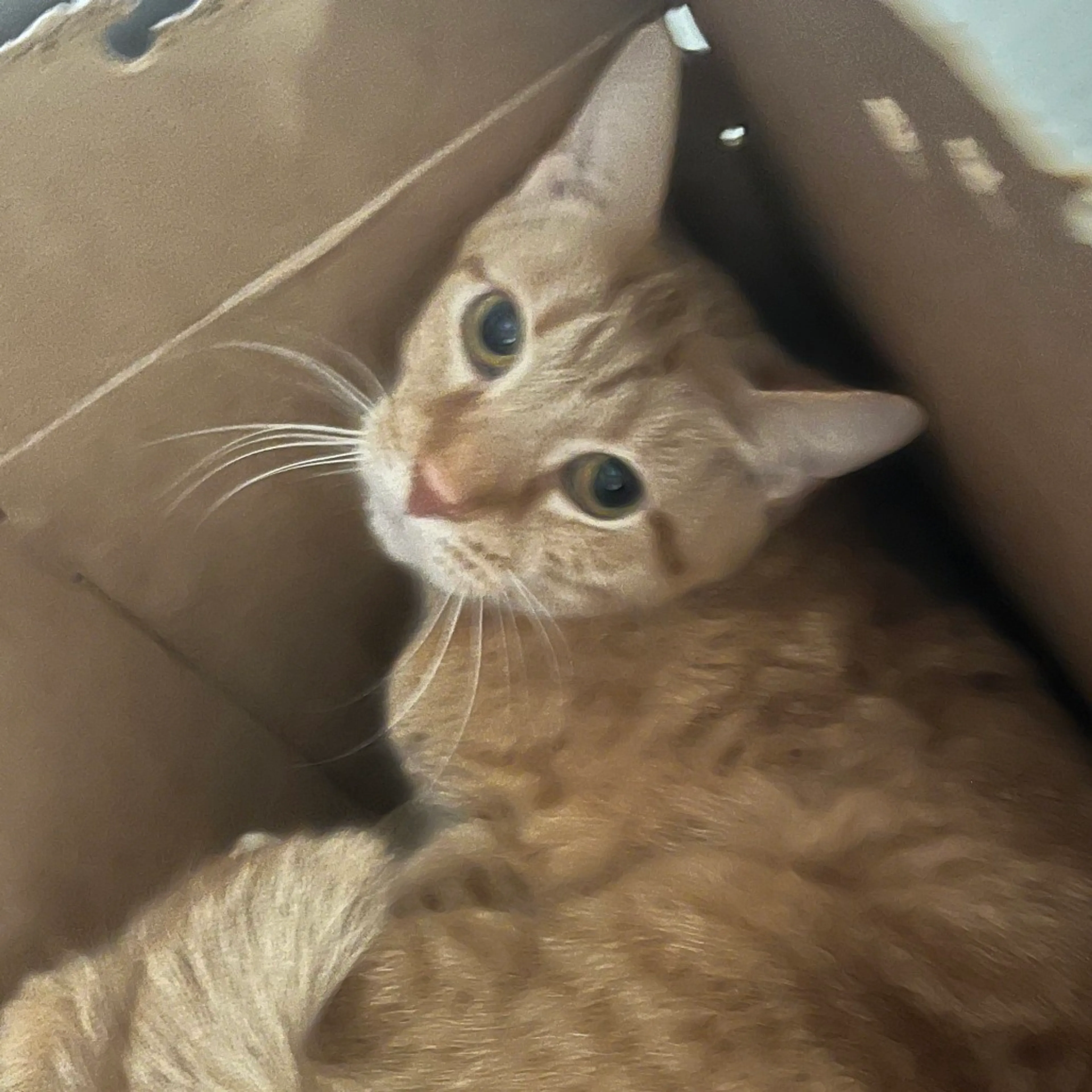 Found pet-2