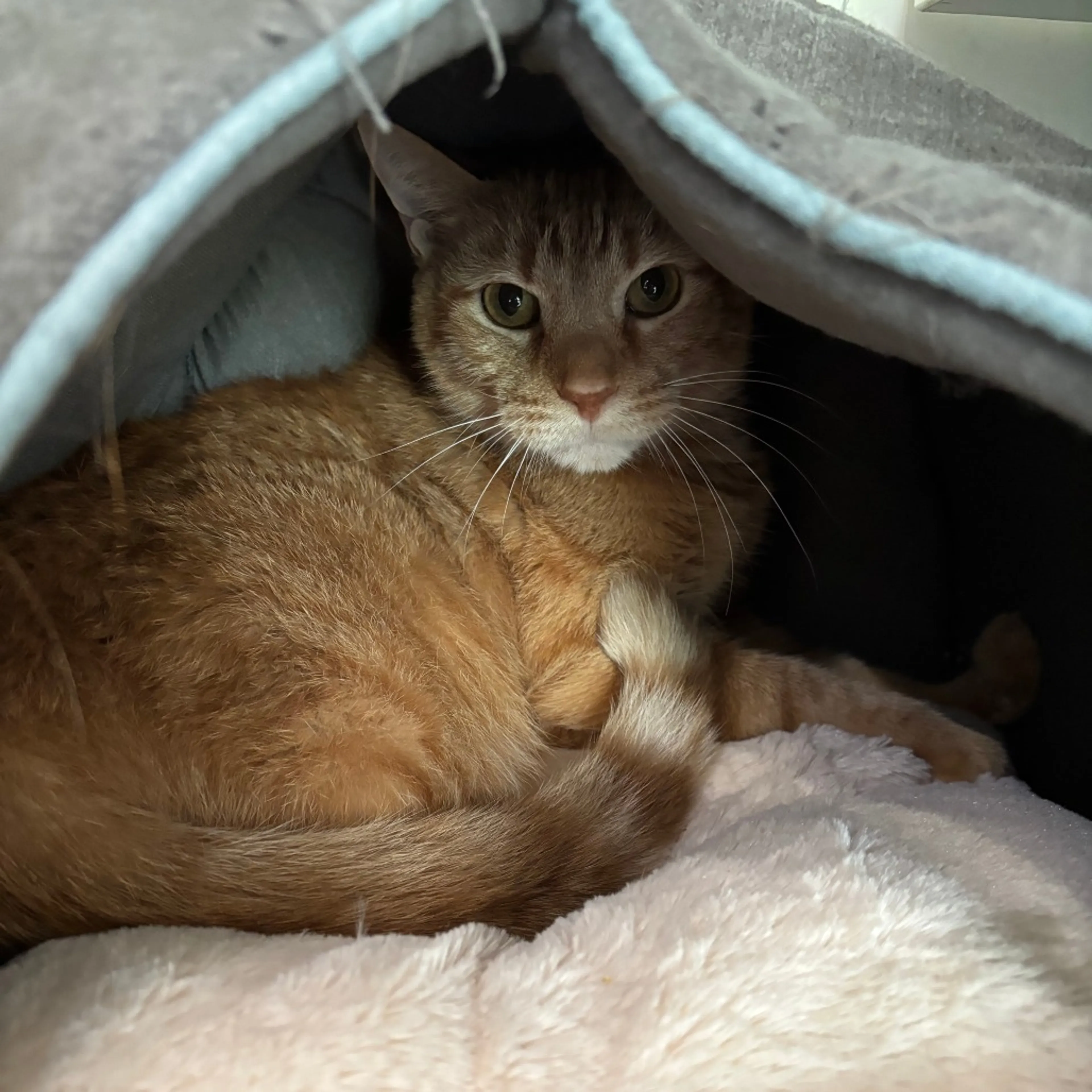 Found pet-0