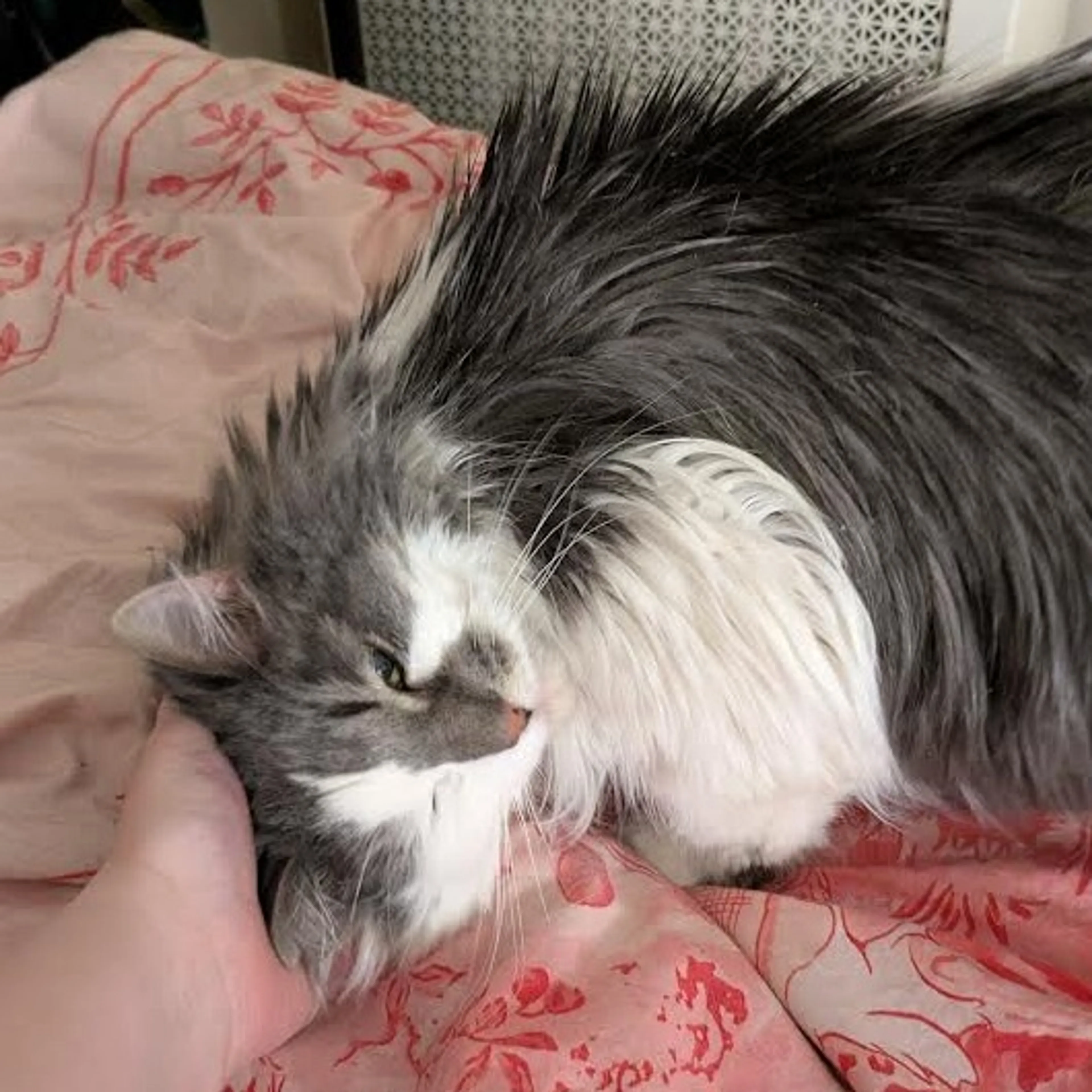 Found pet-2