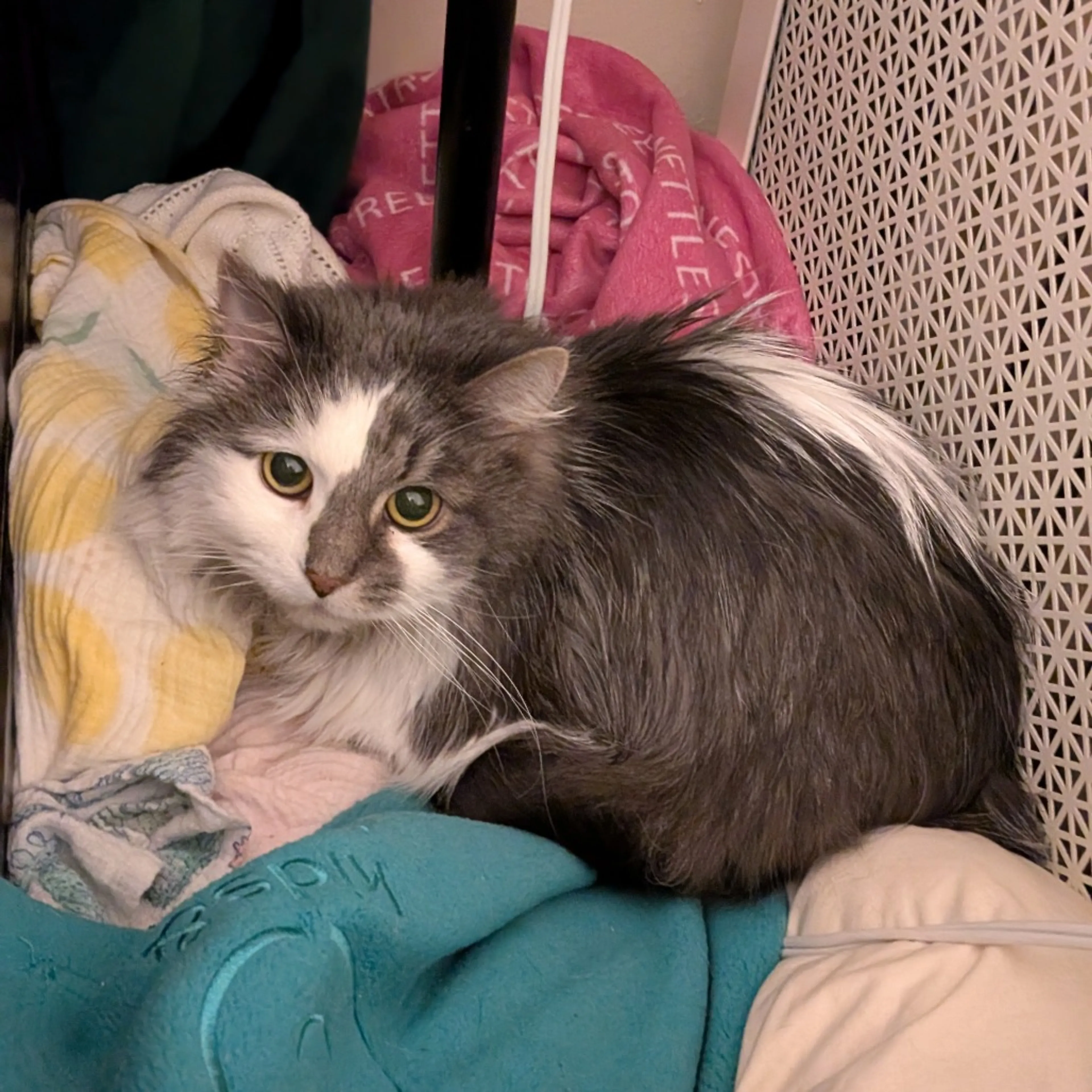 Found pet-3