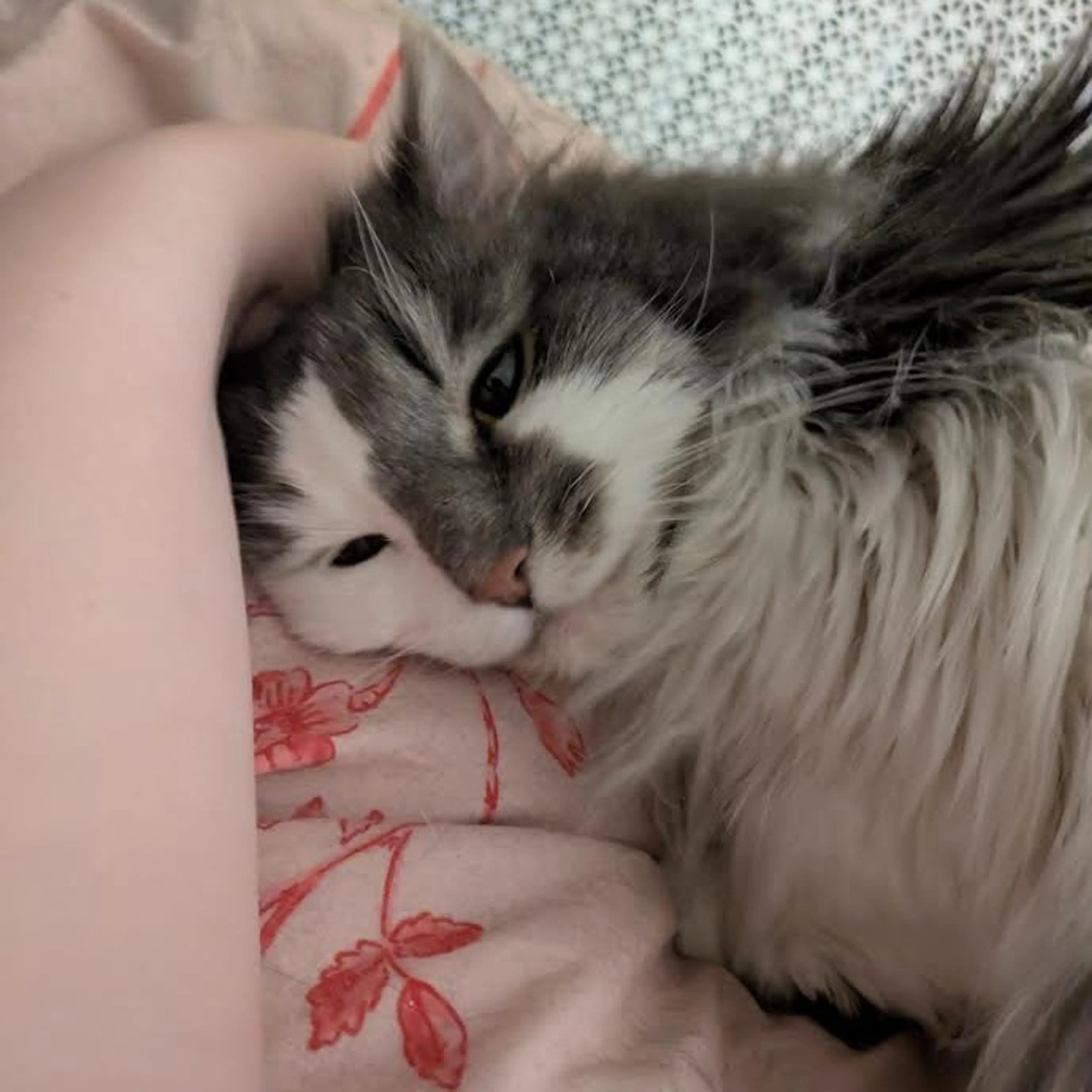 Found pet-1