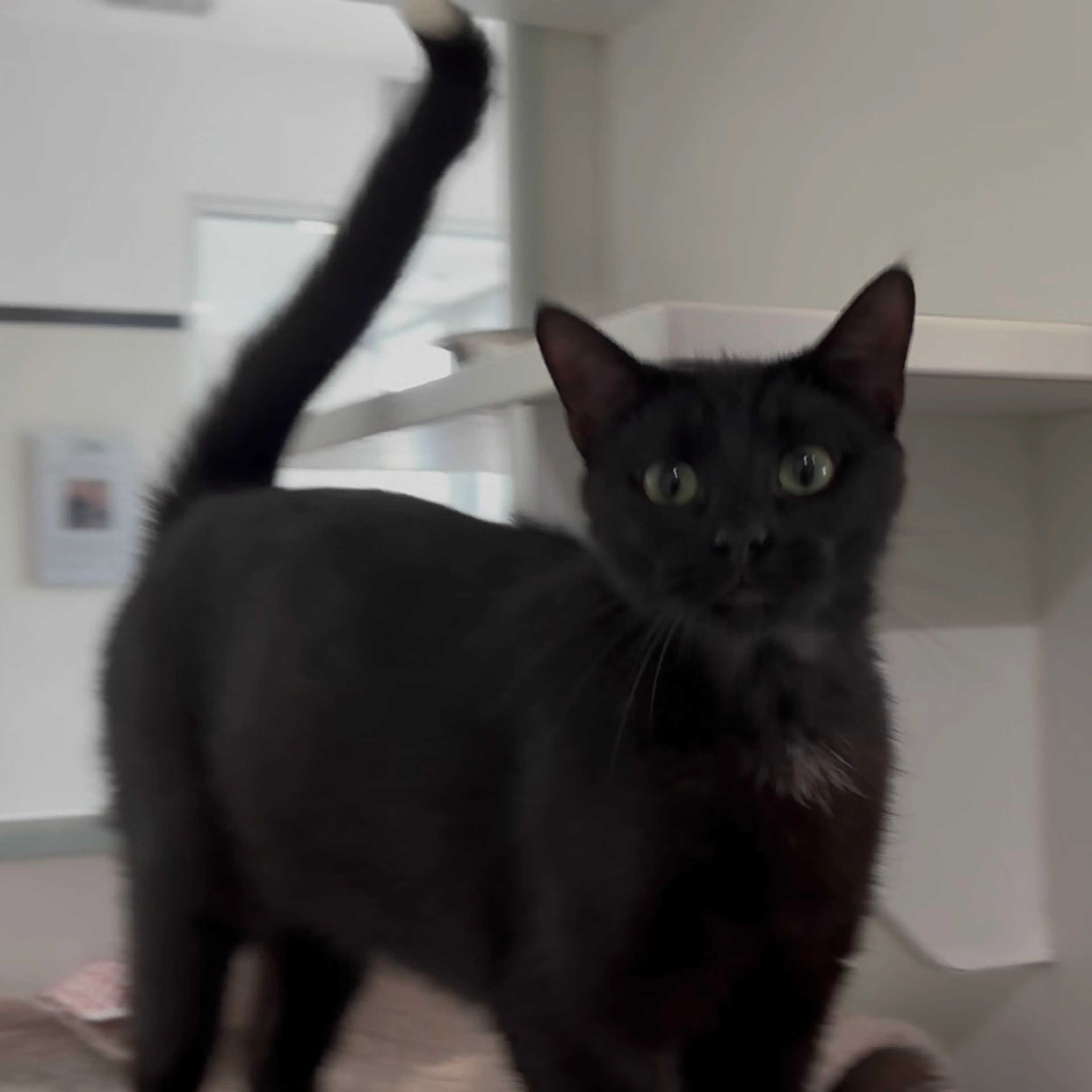 Found pet-0