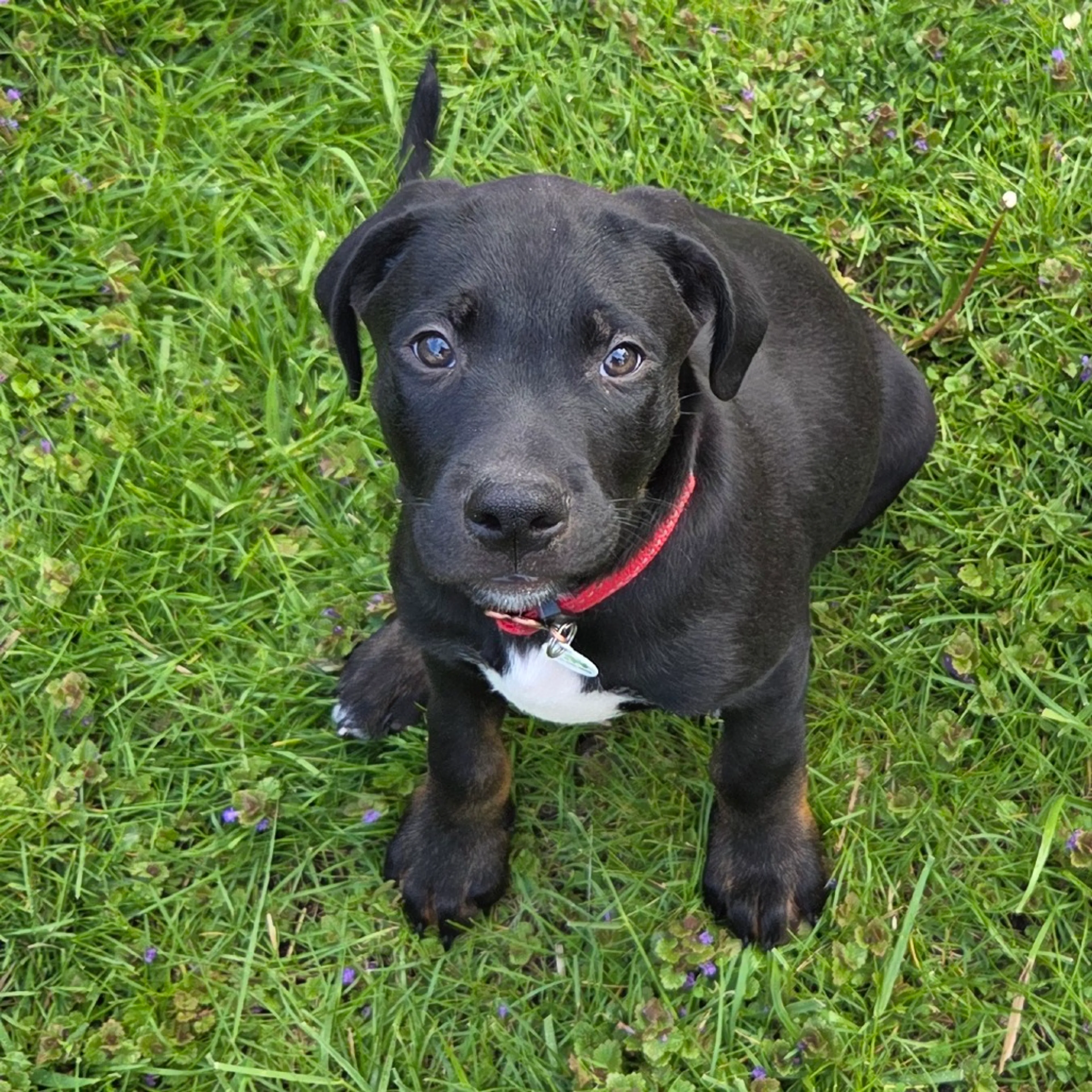 Found pet-4