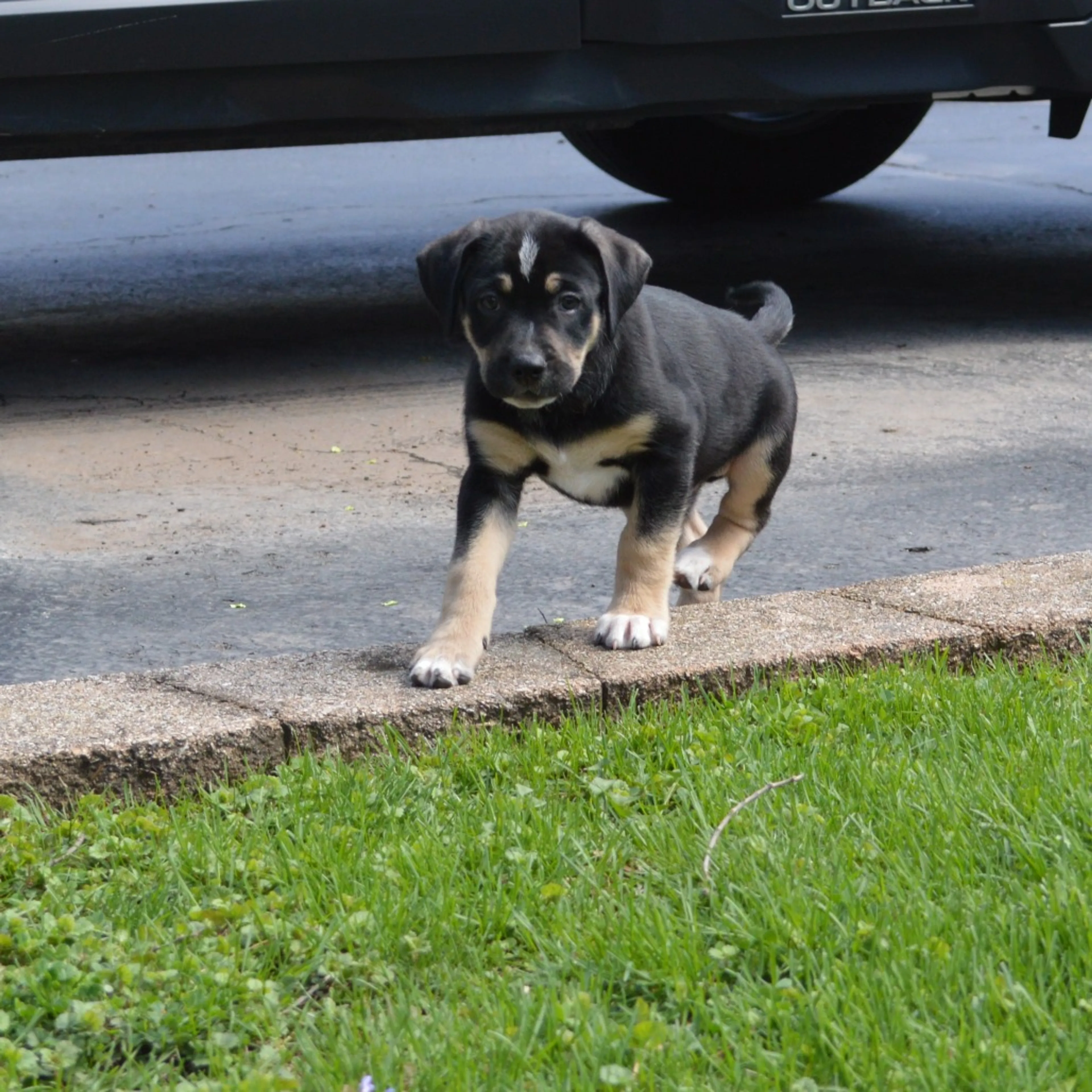 Found pet-1