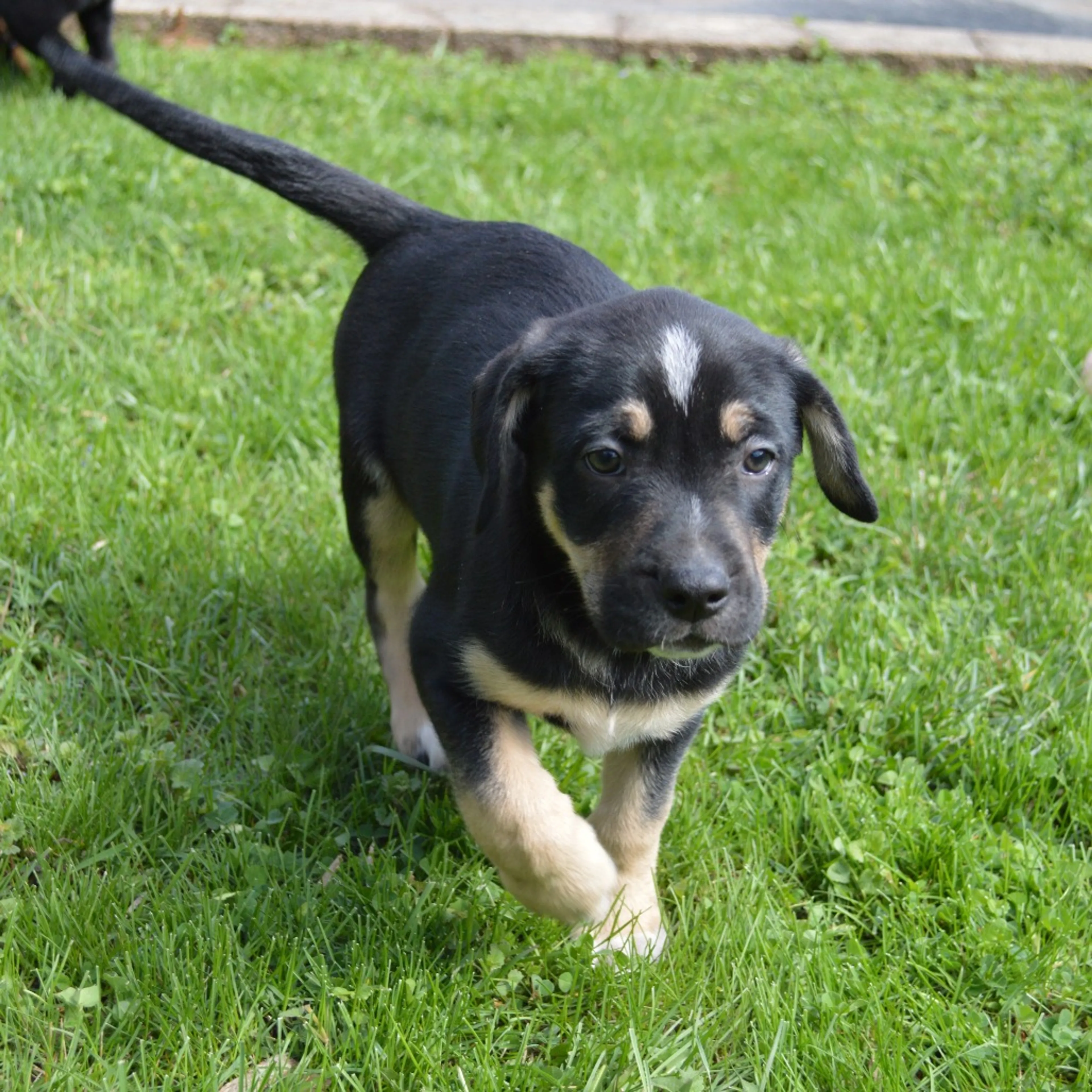 Found pet-4