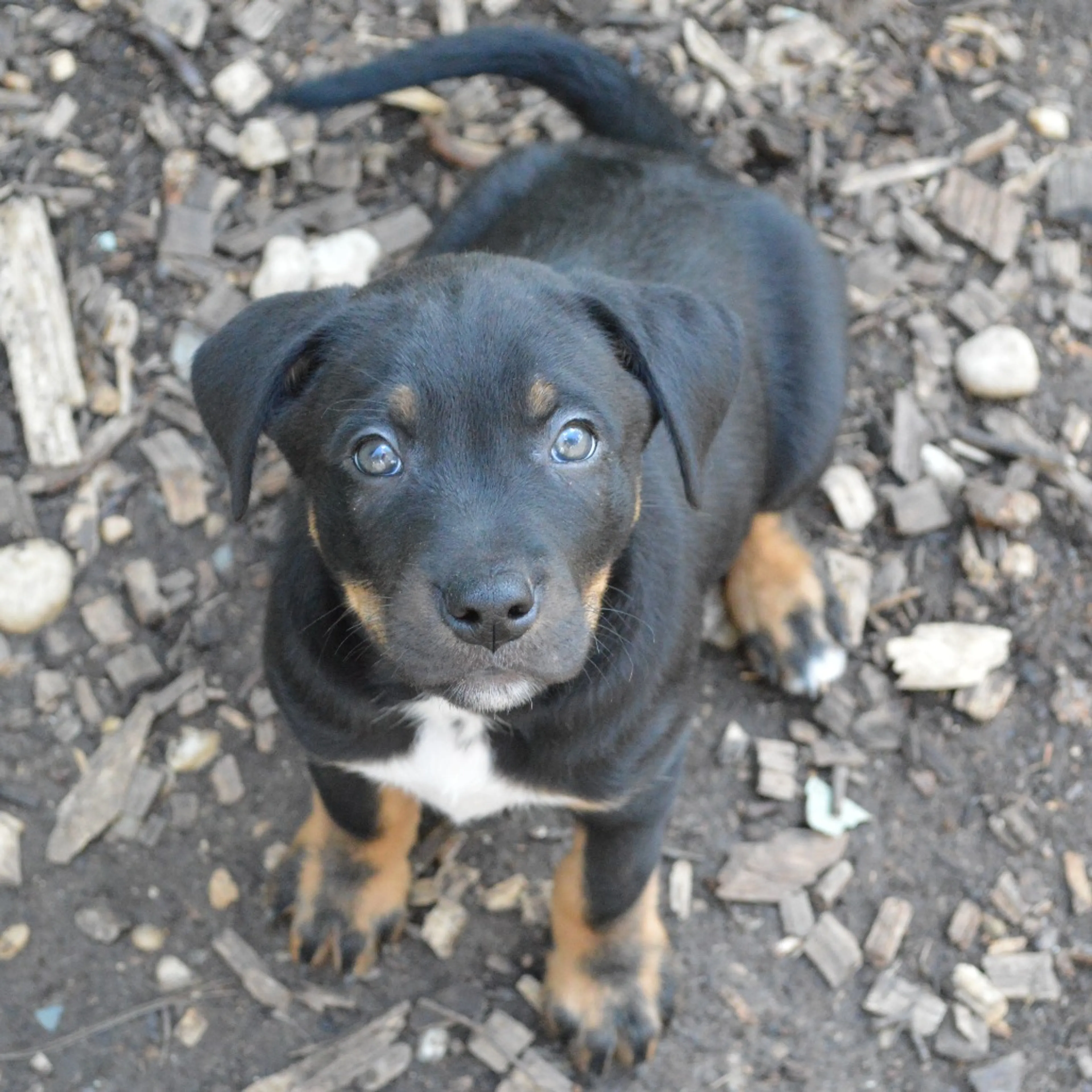 Found pet-5