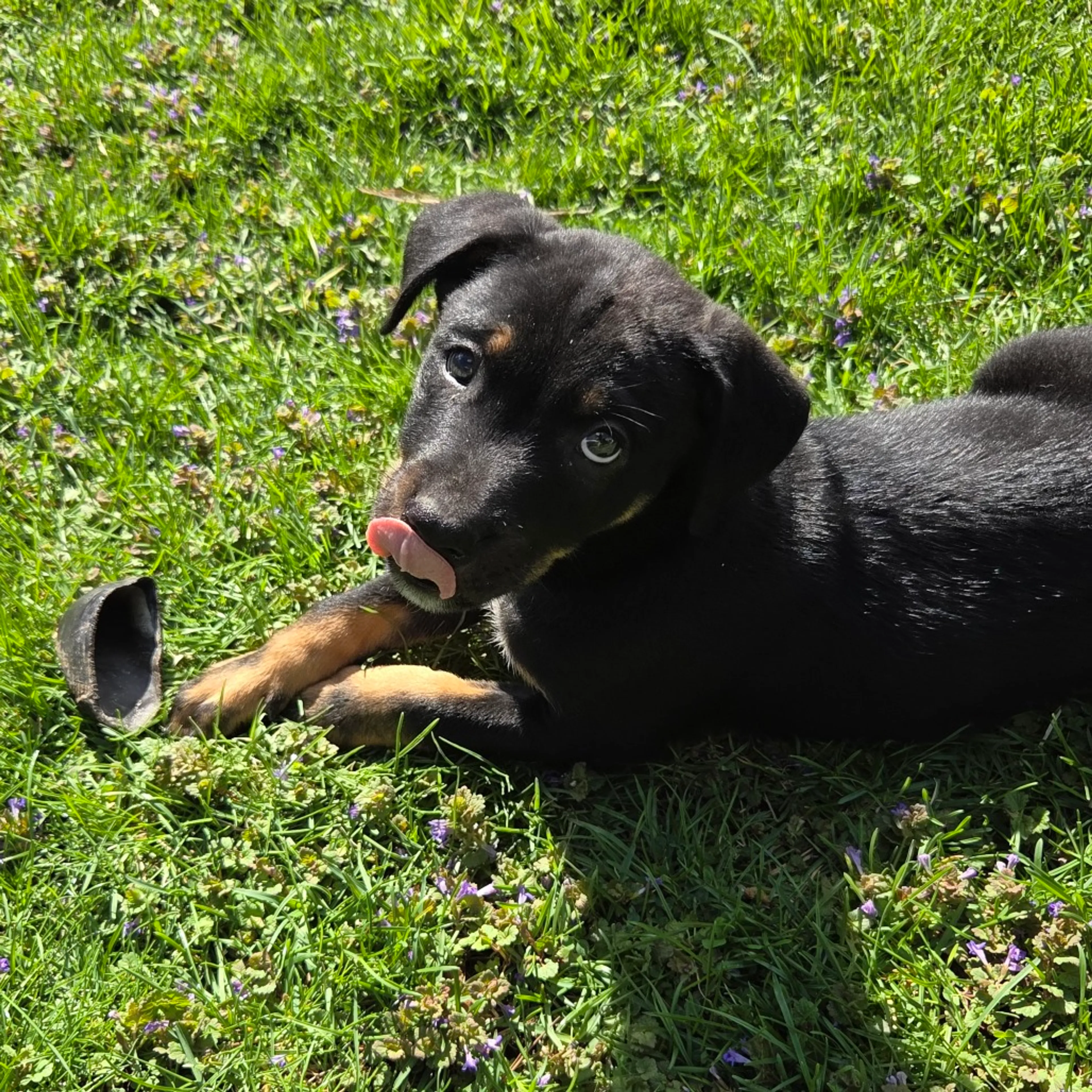 Found pet-4