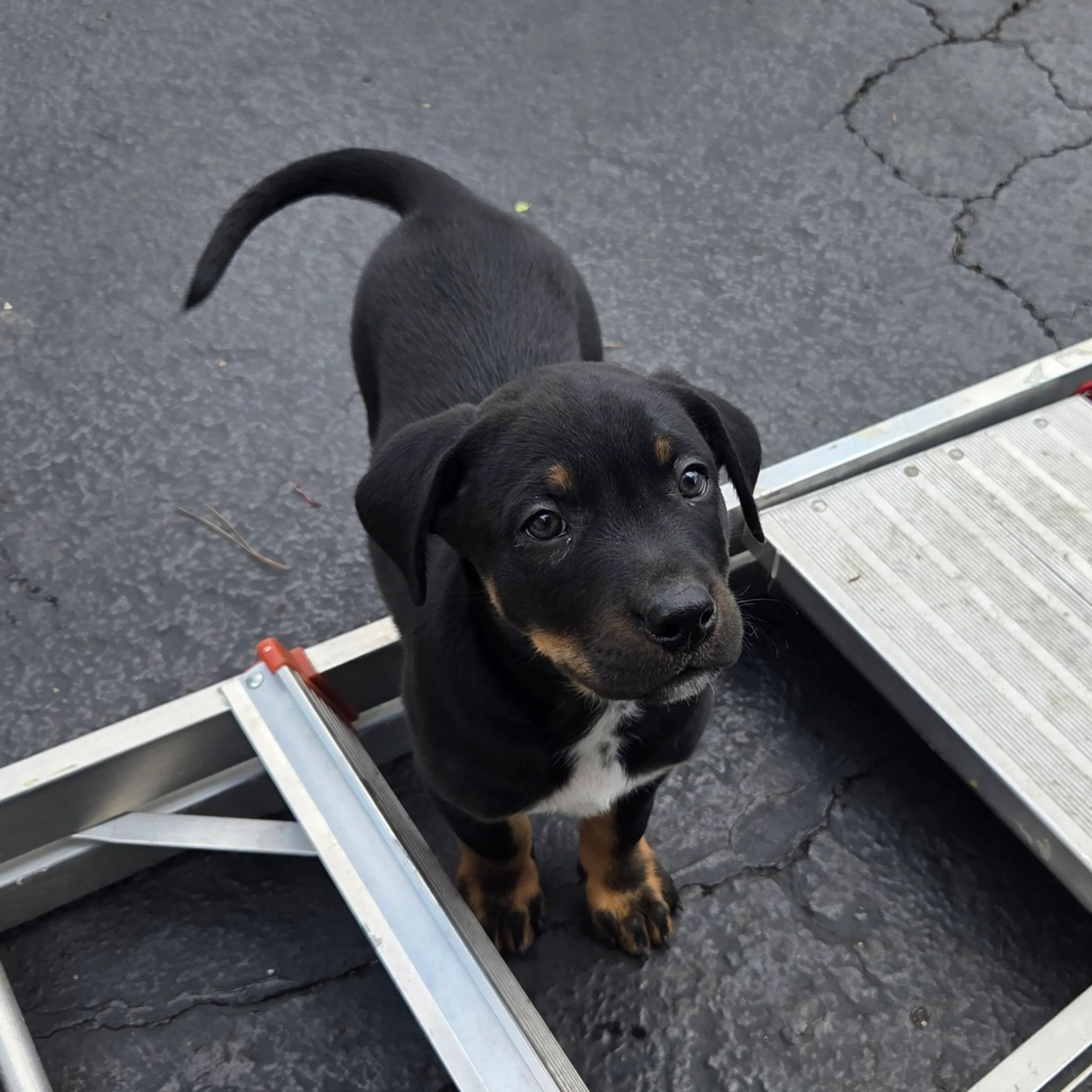 Found pet-3