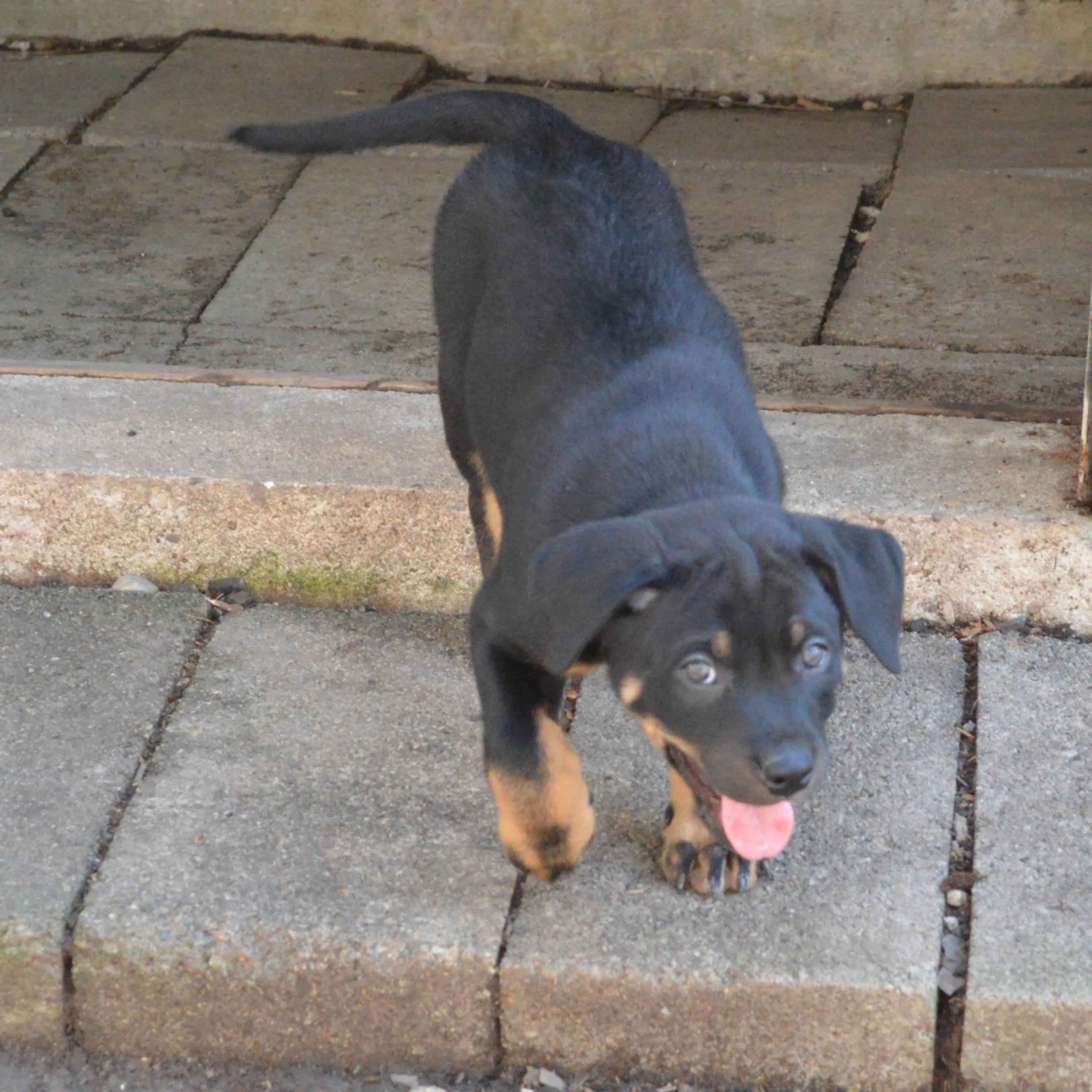 Found pet-2