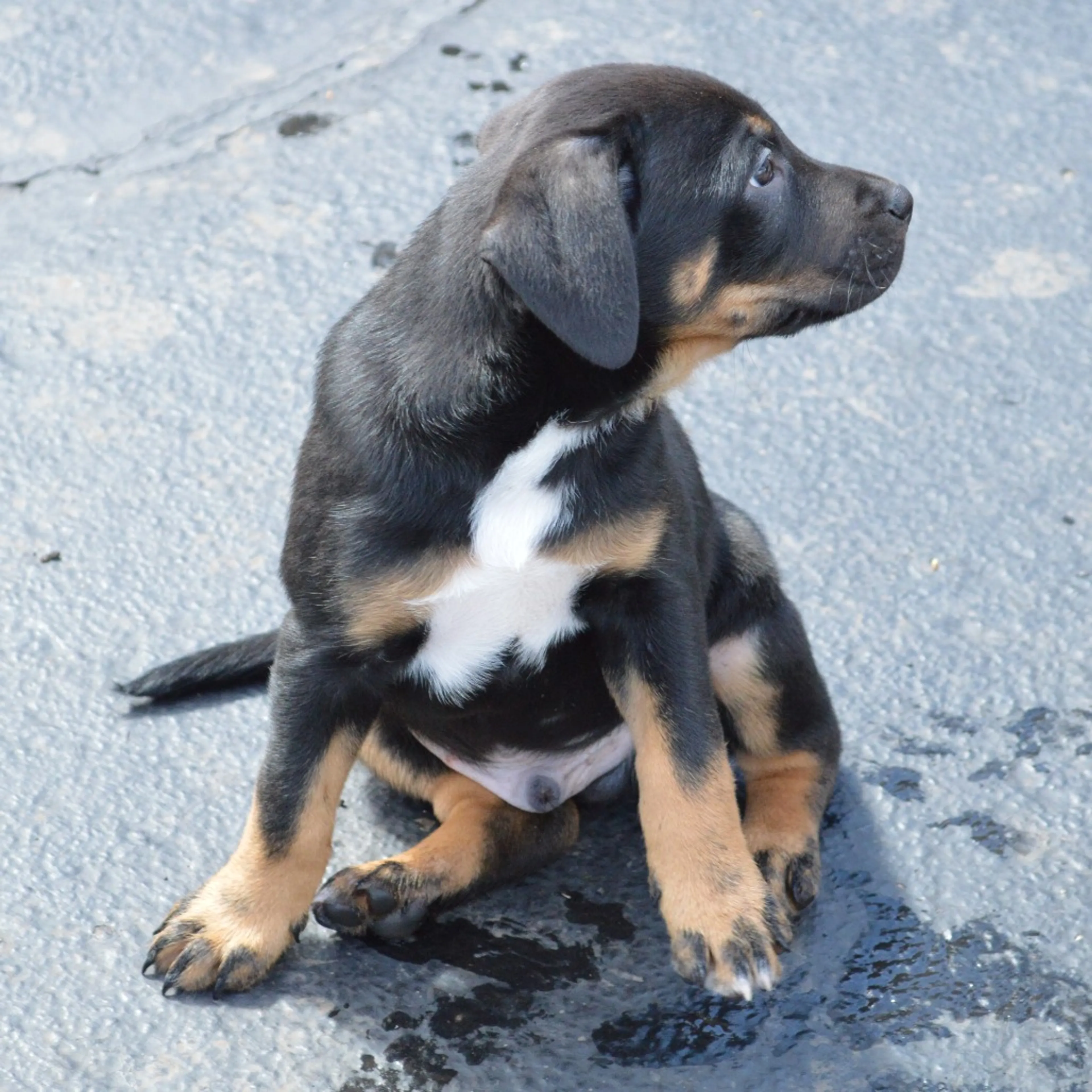 Found pet-1