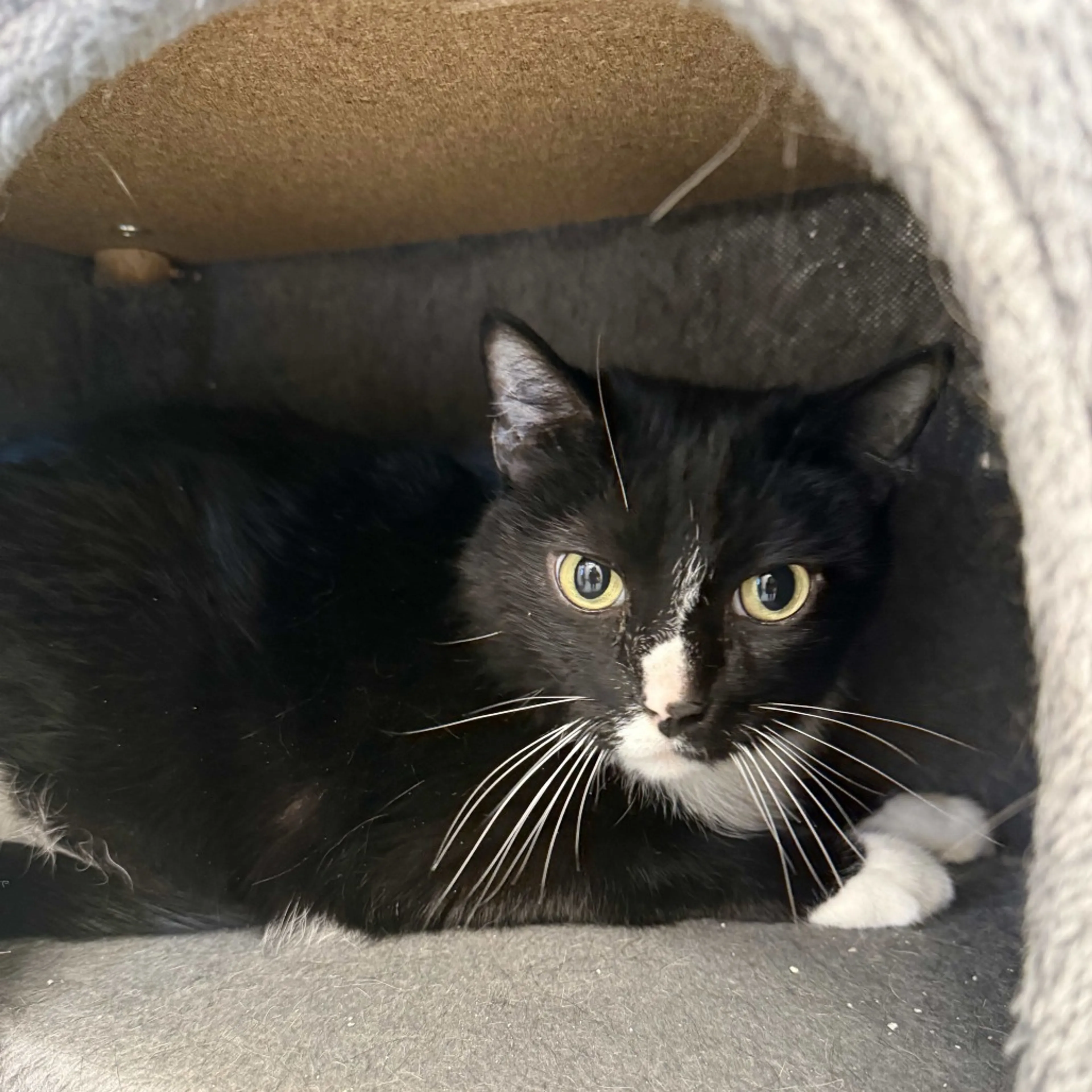 Found pet-1