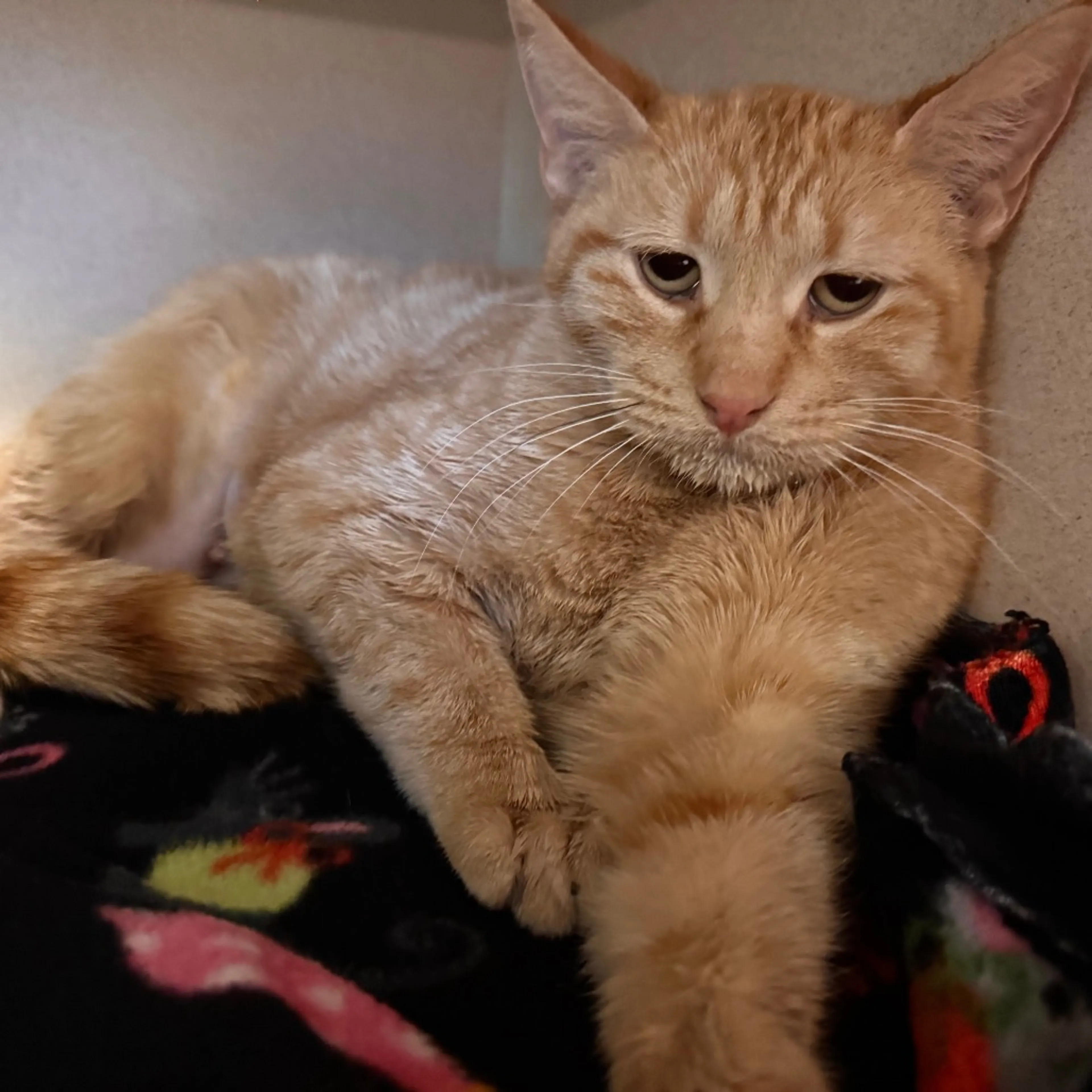 Found pet-2