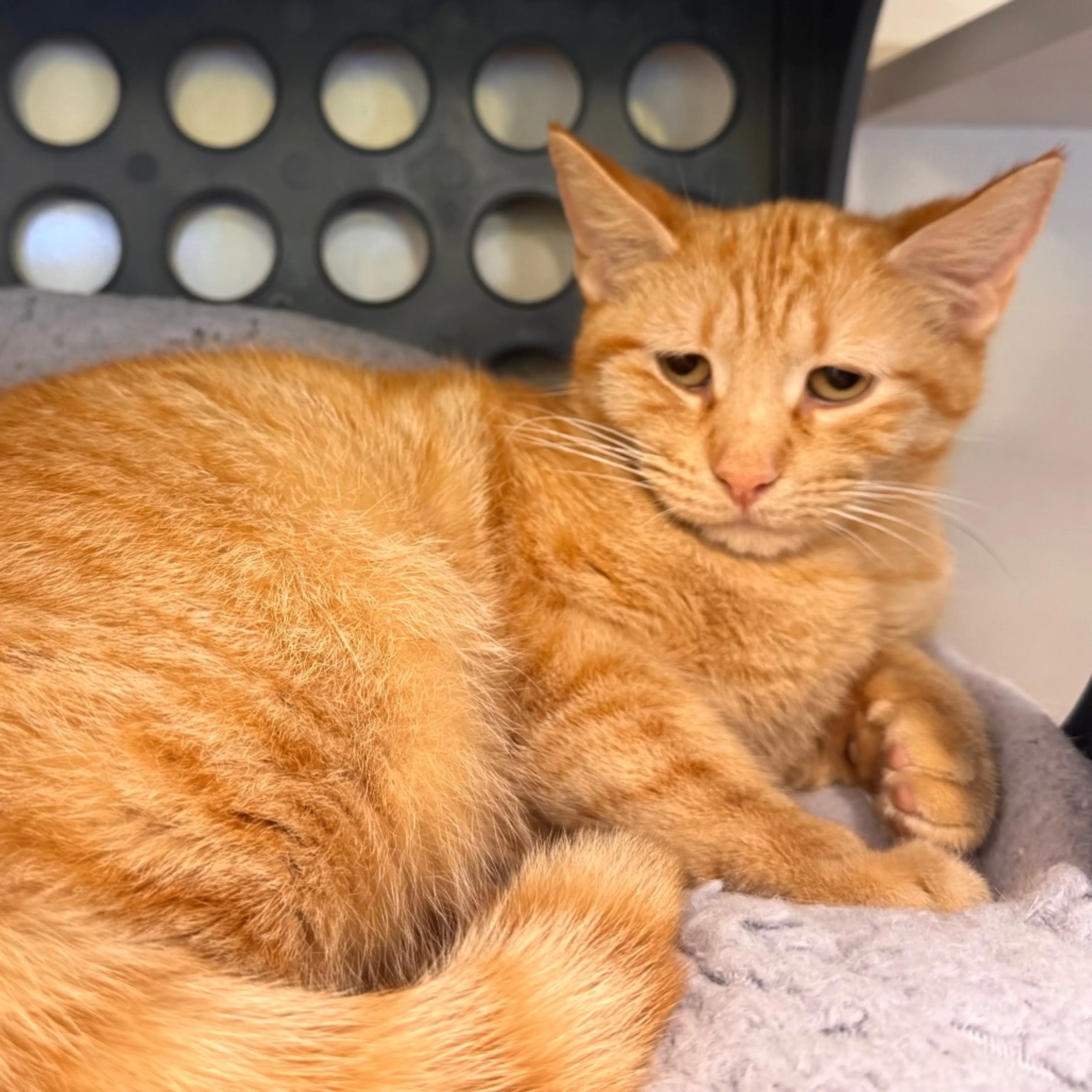 Found pet-4