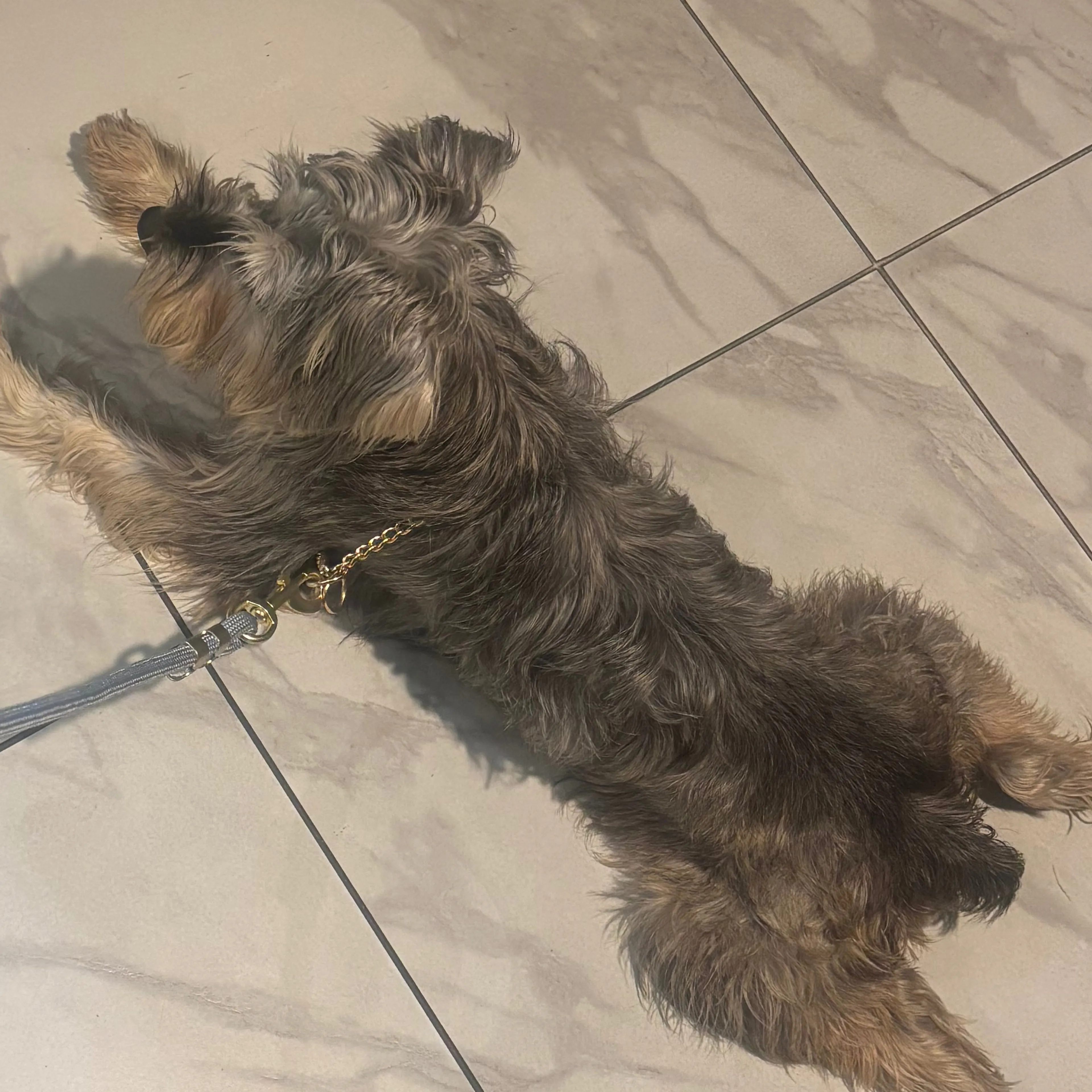 Found pet-3
