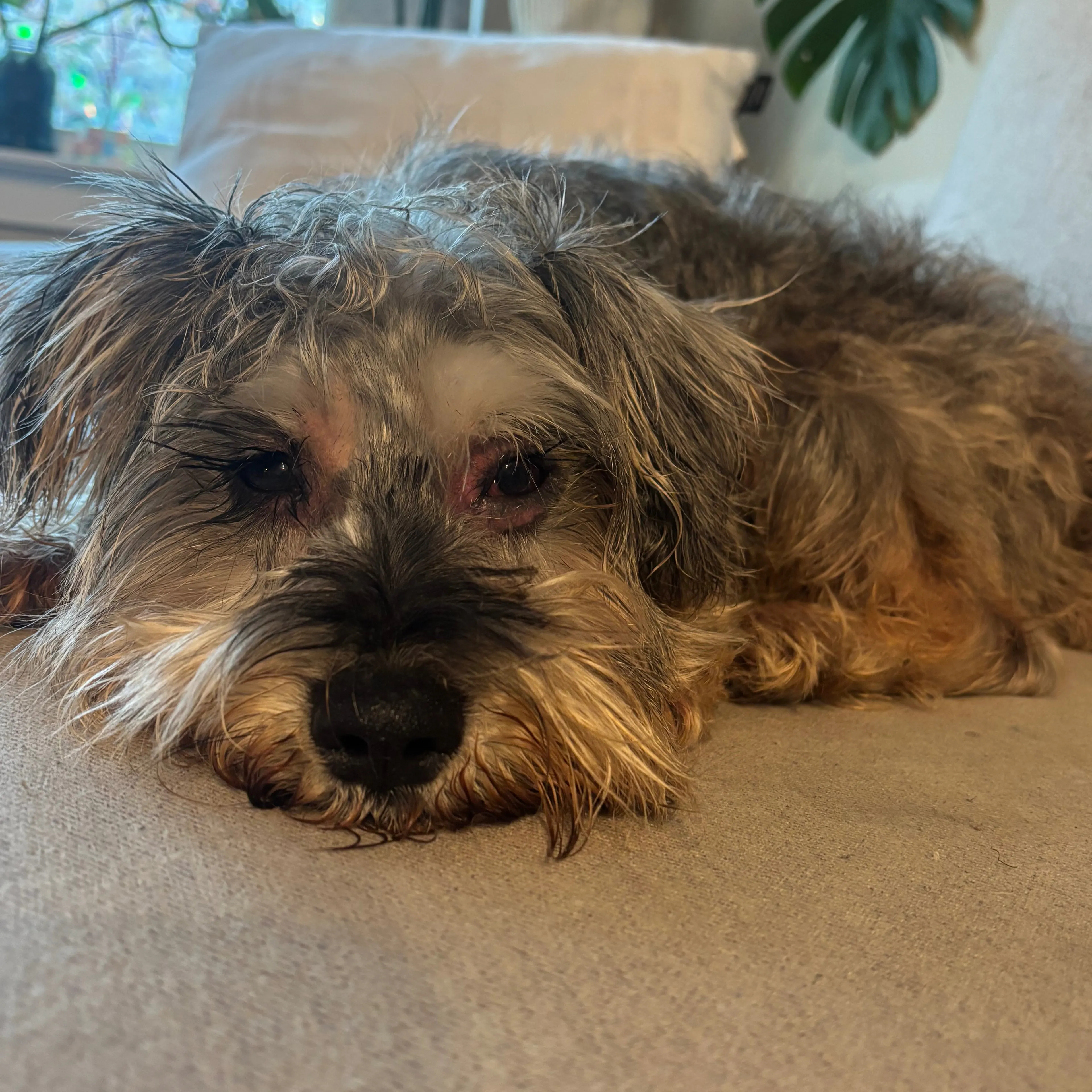 Found pet-2