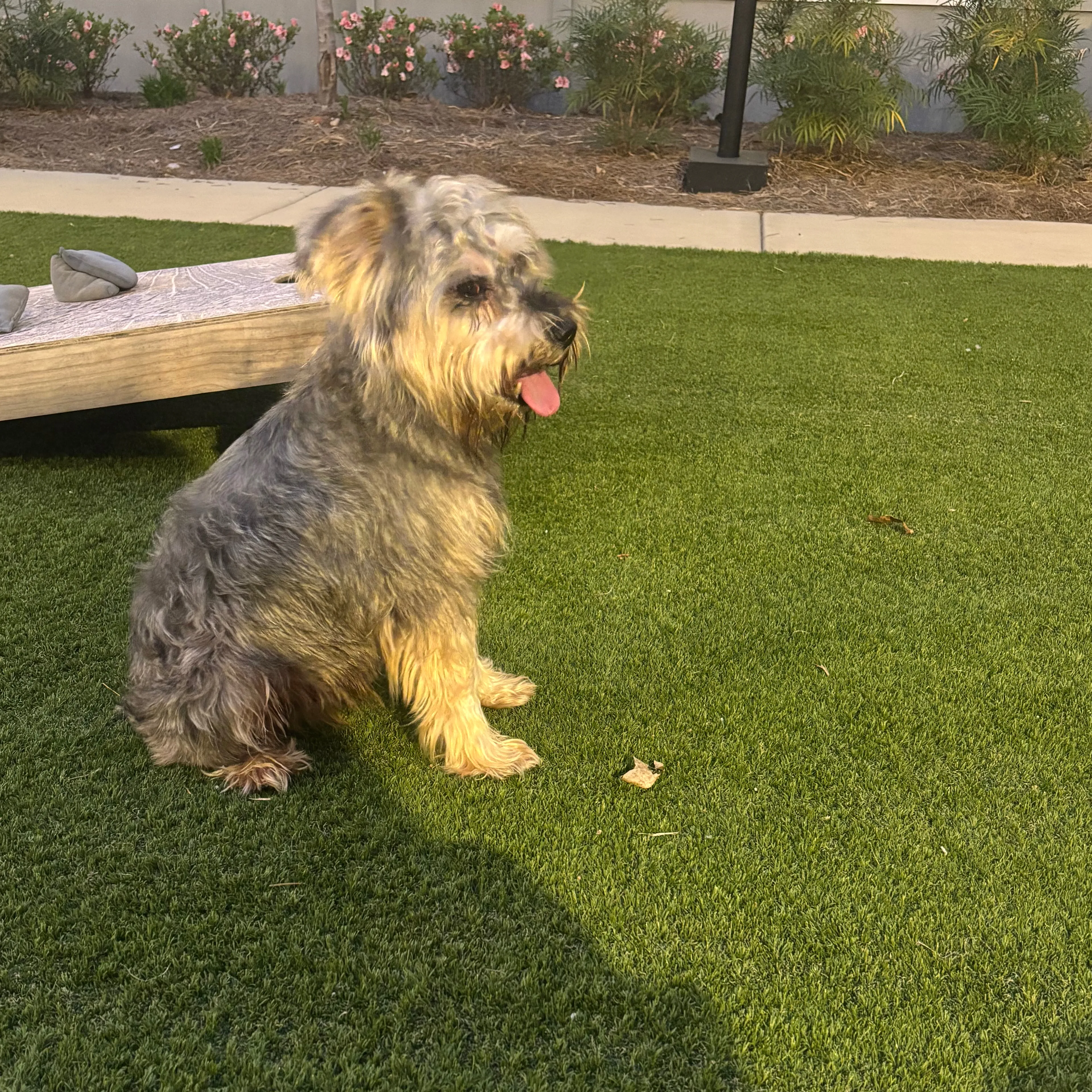 Found pet-1