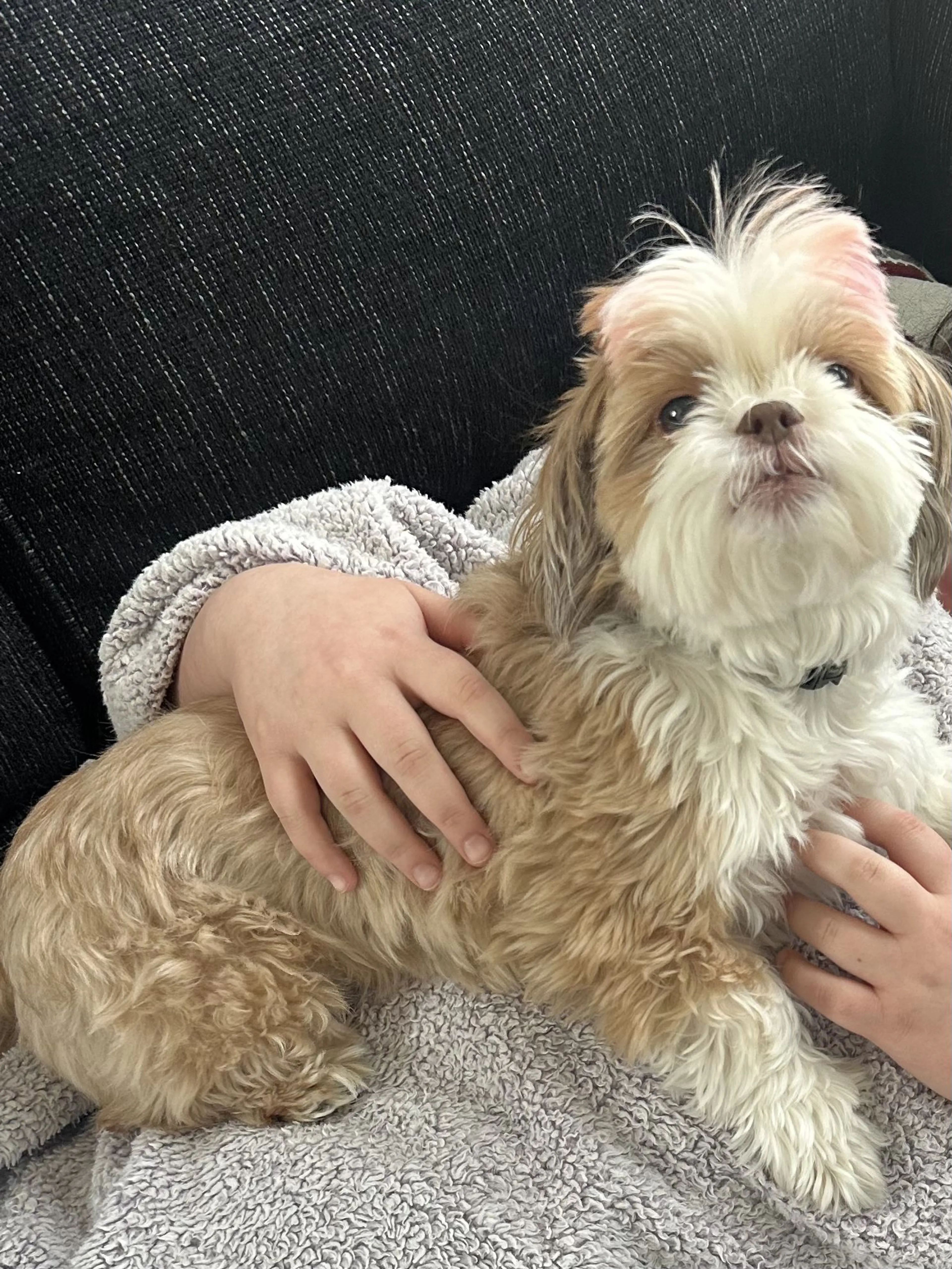 Lost pet