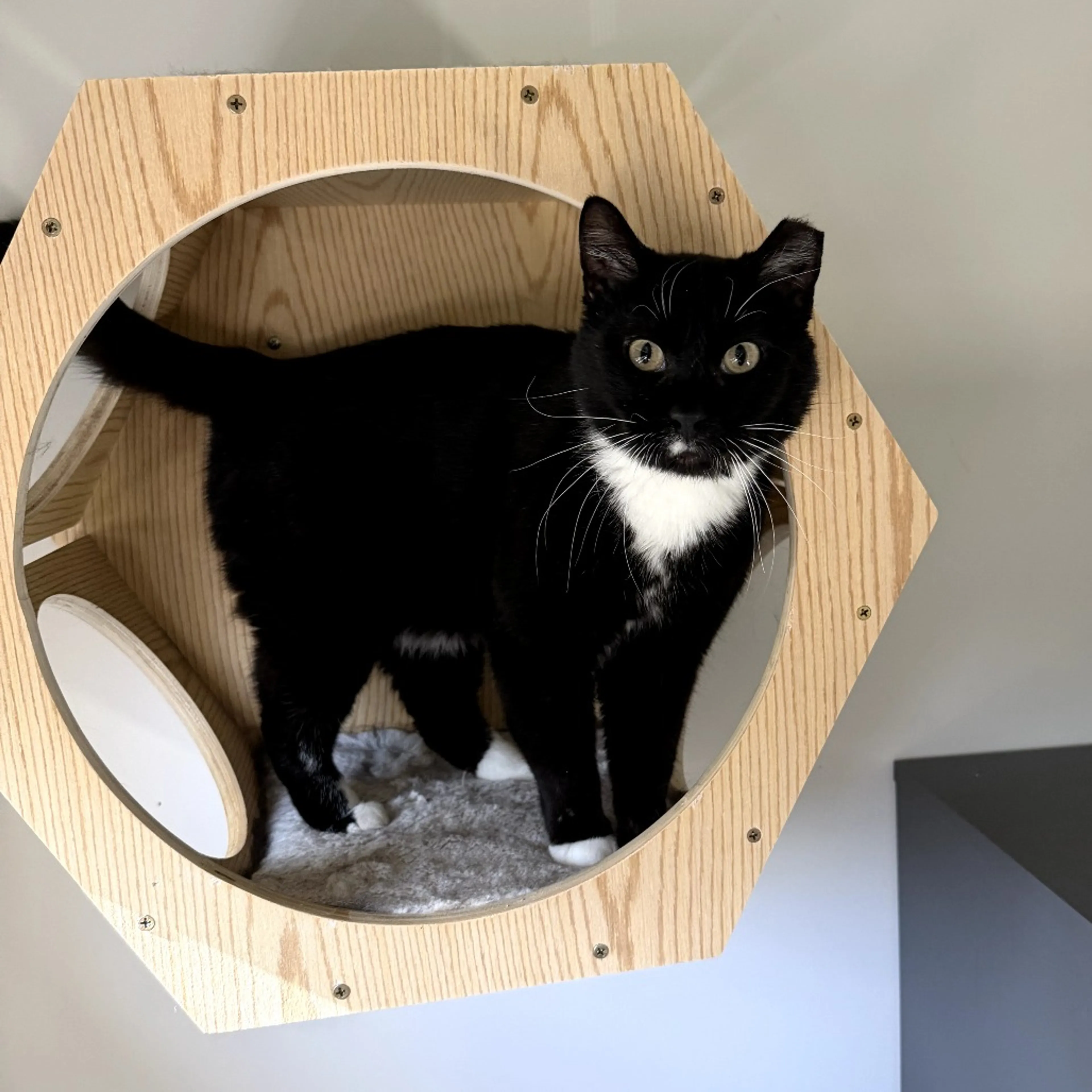 Found pet-1
