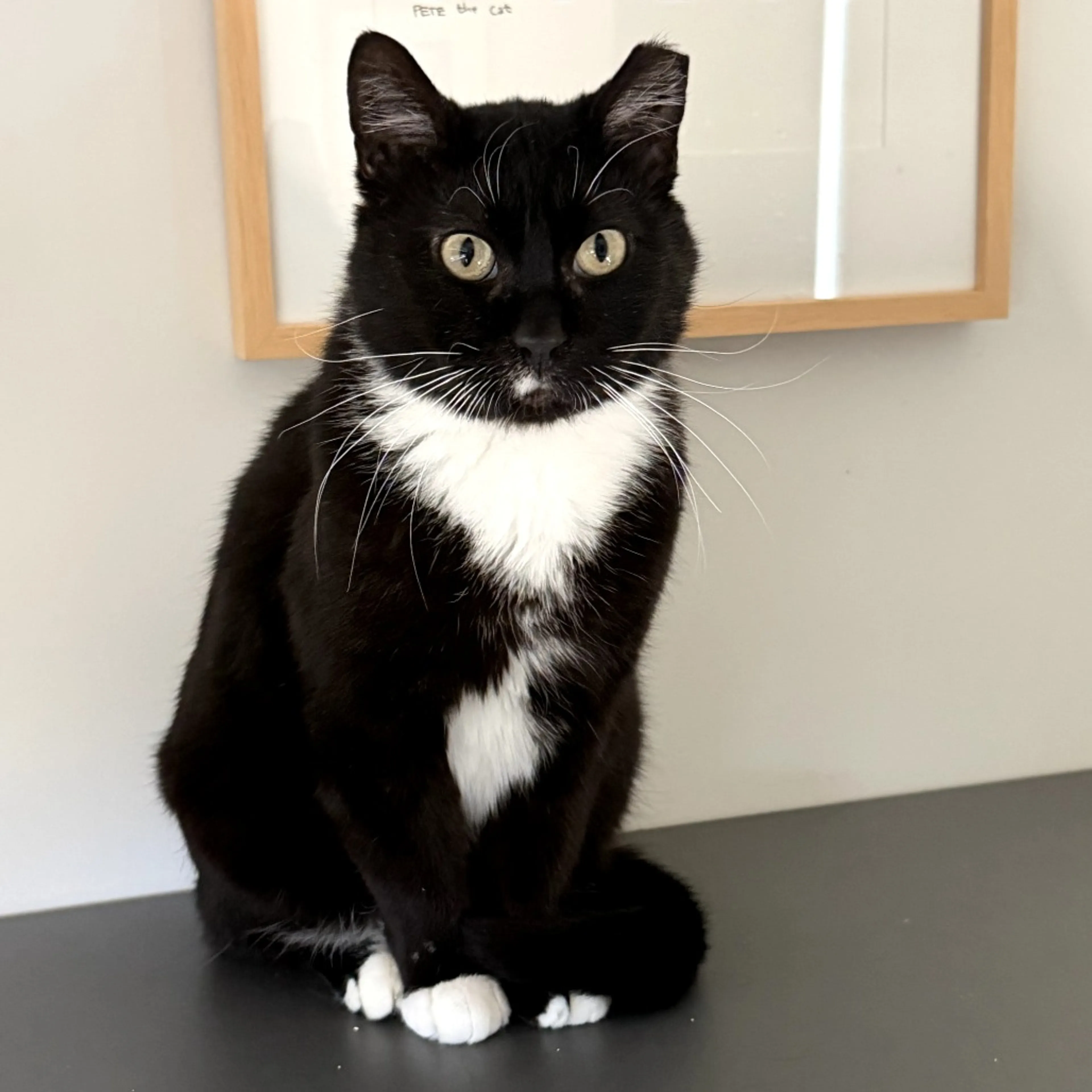Found pet-2