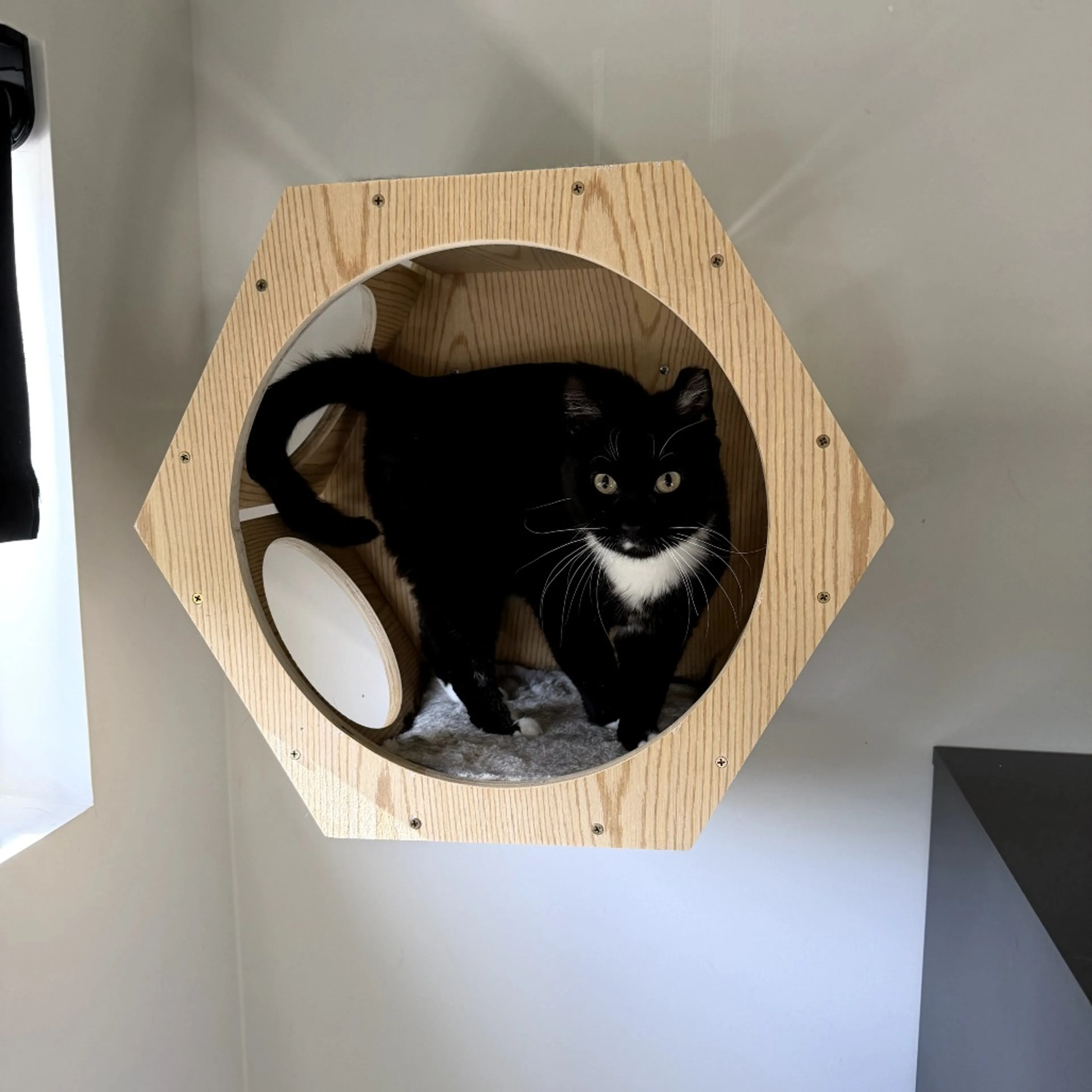 Found pet-4