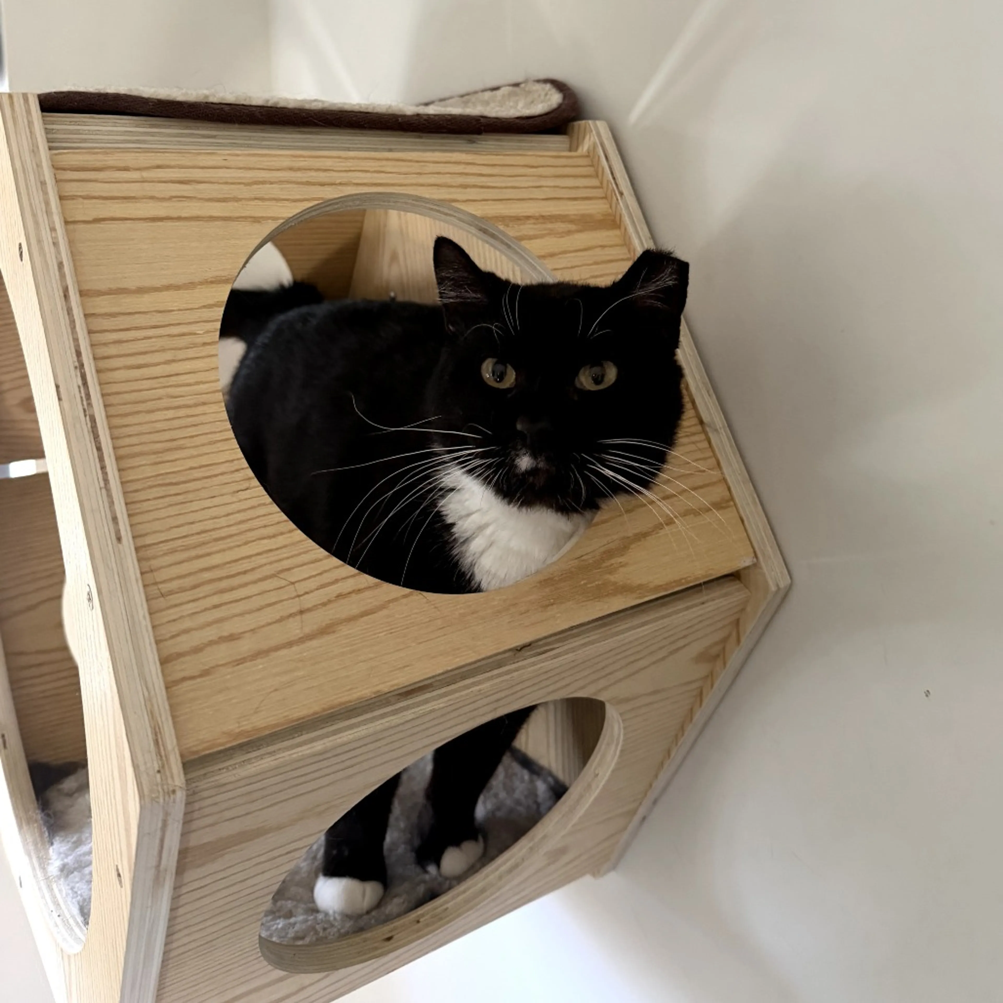 Found pet-3