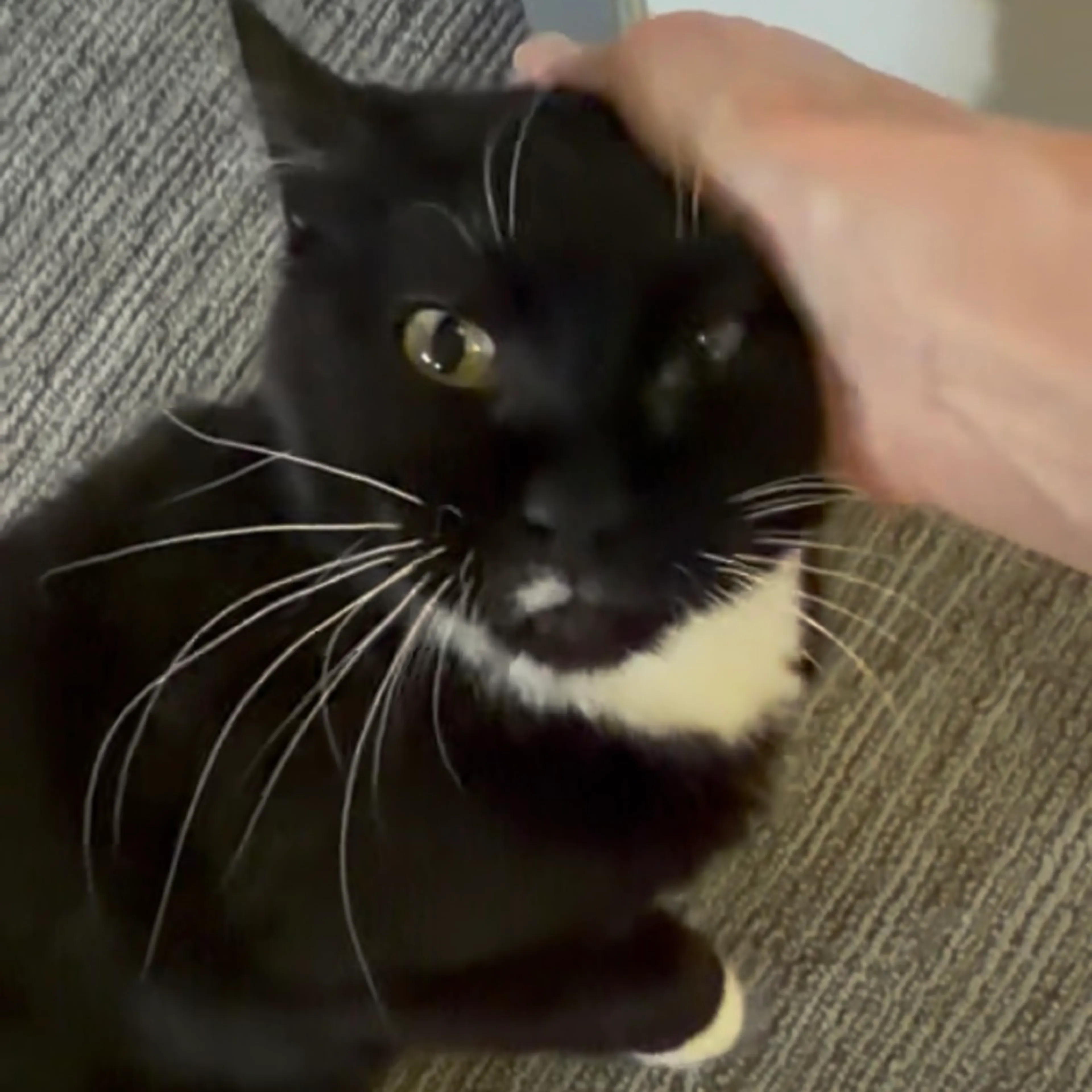 Found pet-1