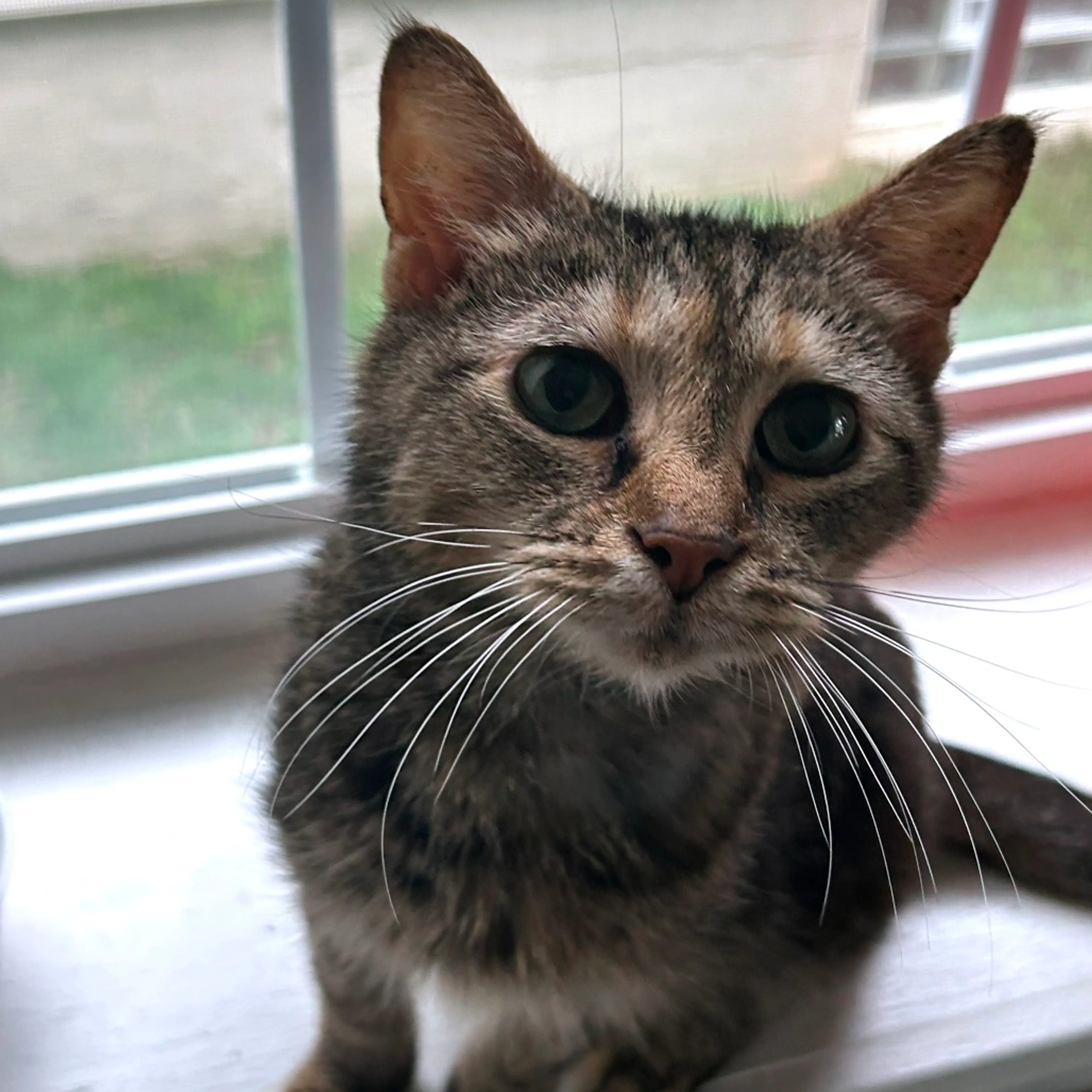 Found pet-3