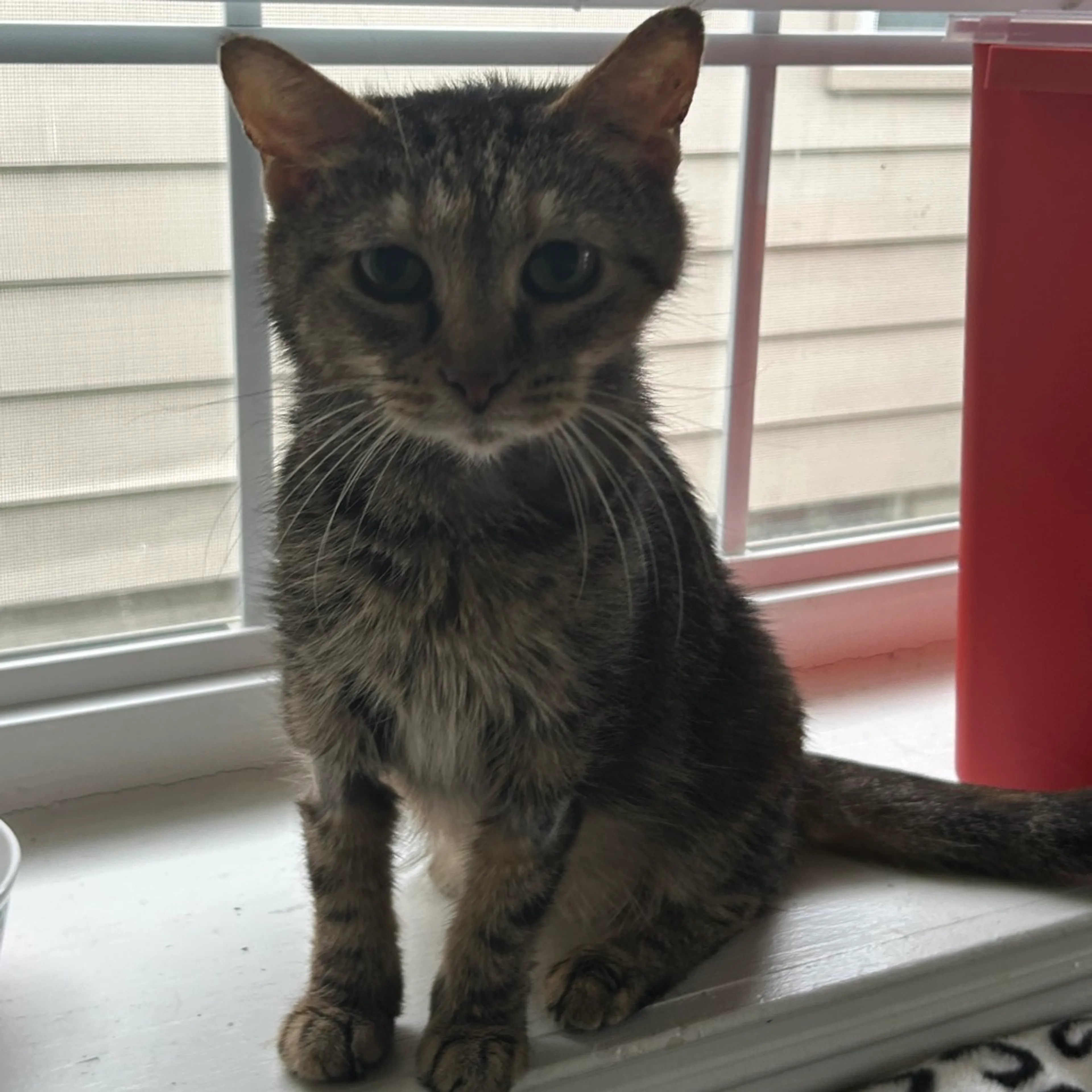 Found pet-2