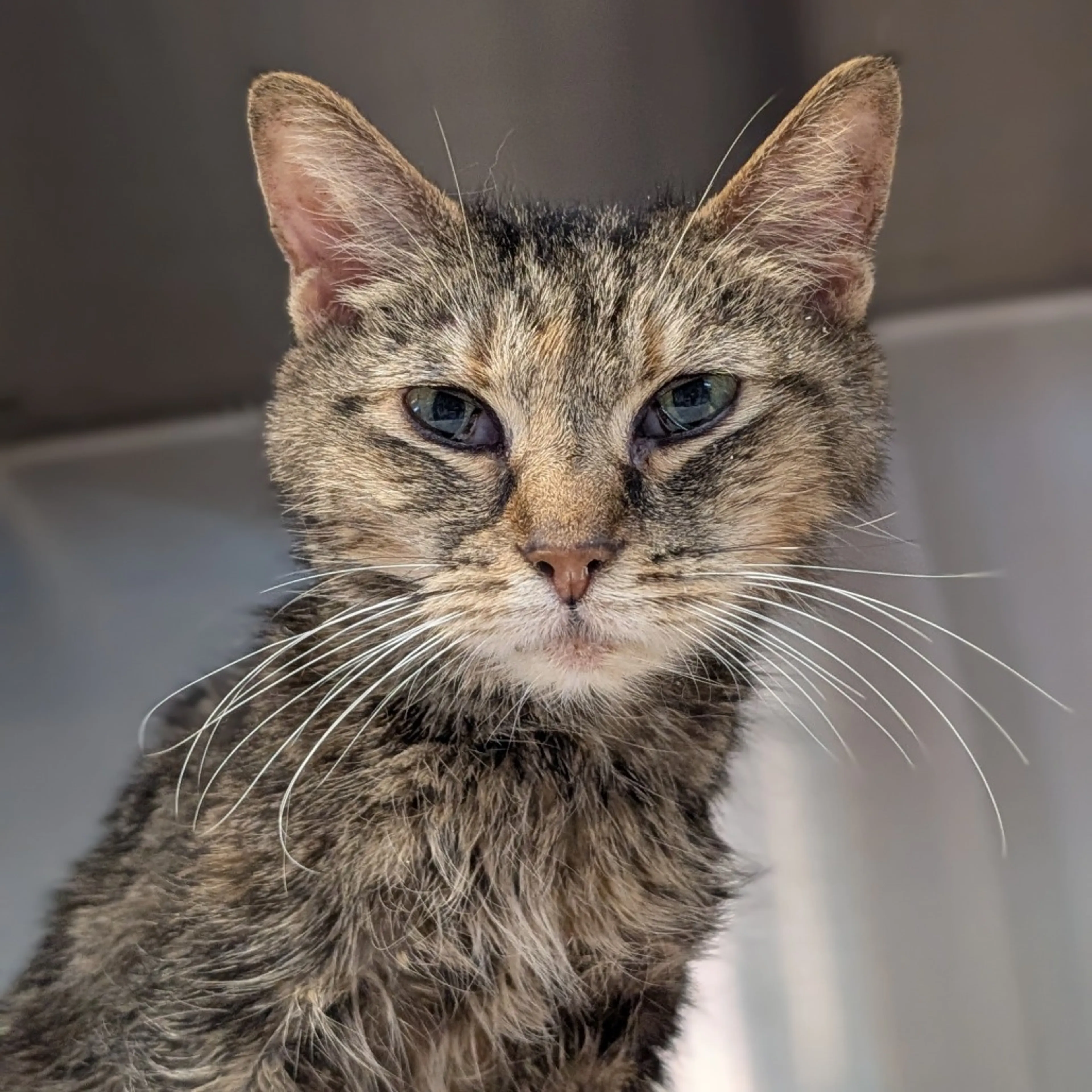 Found pet-1