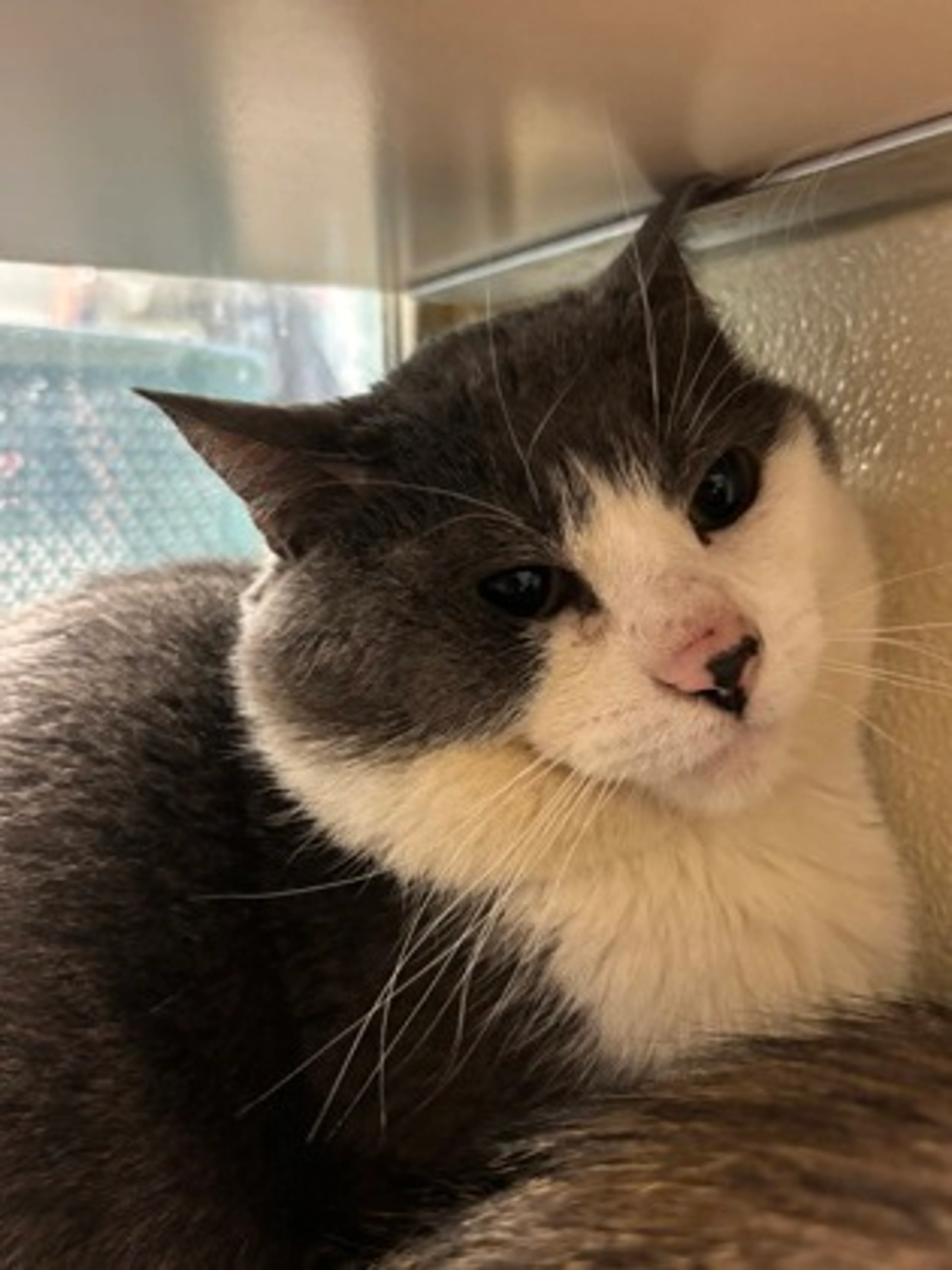 Found pet-1