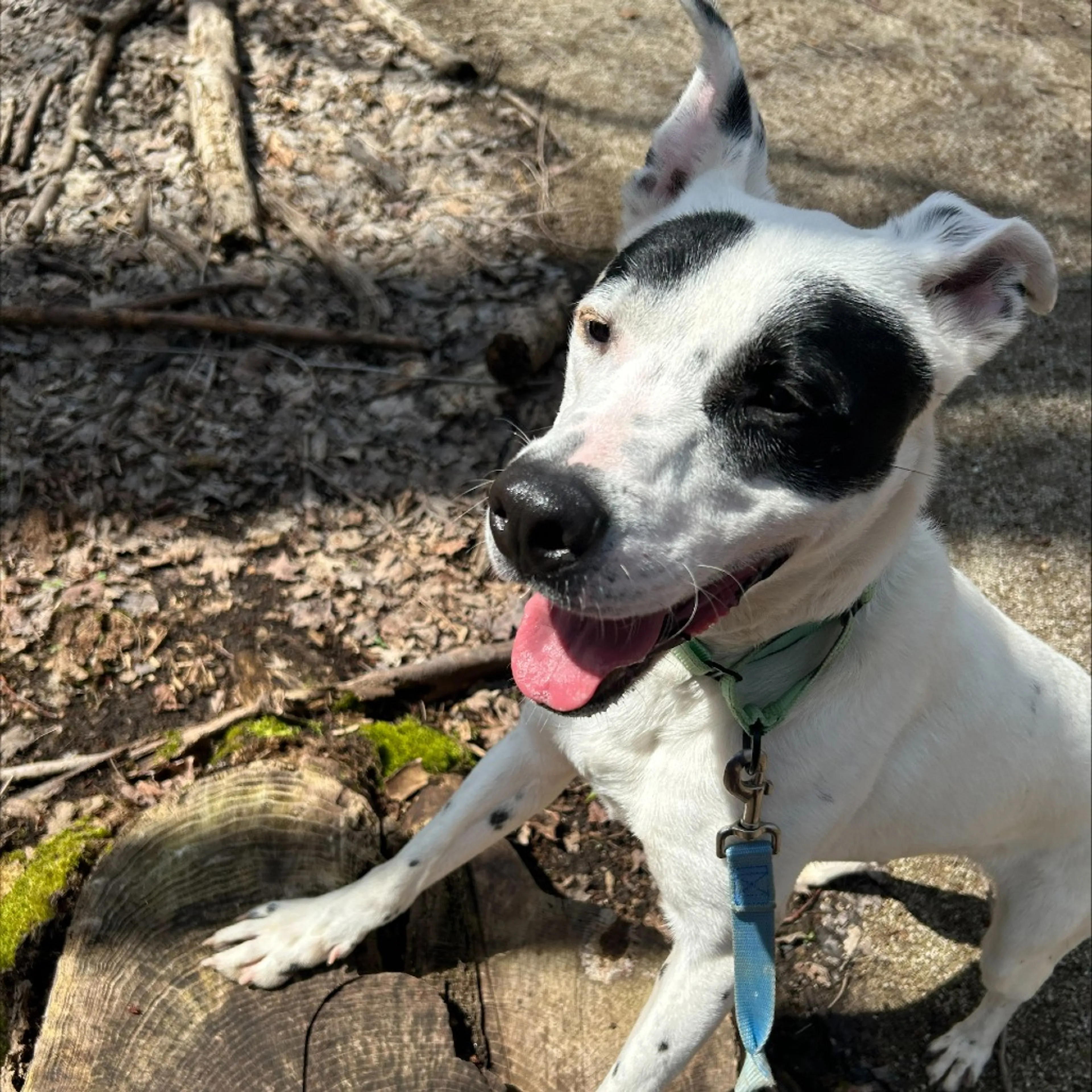 Found pet-4