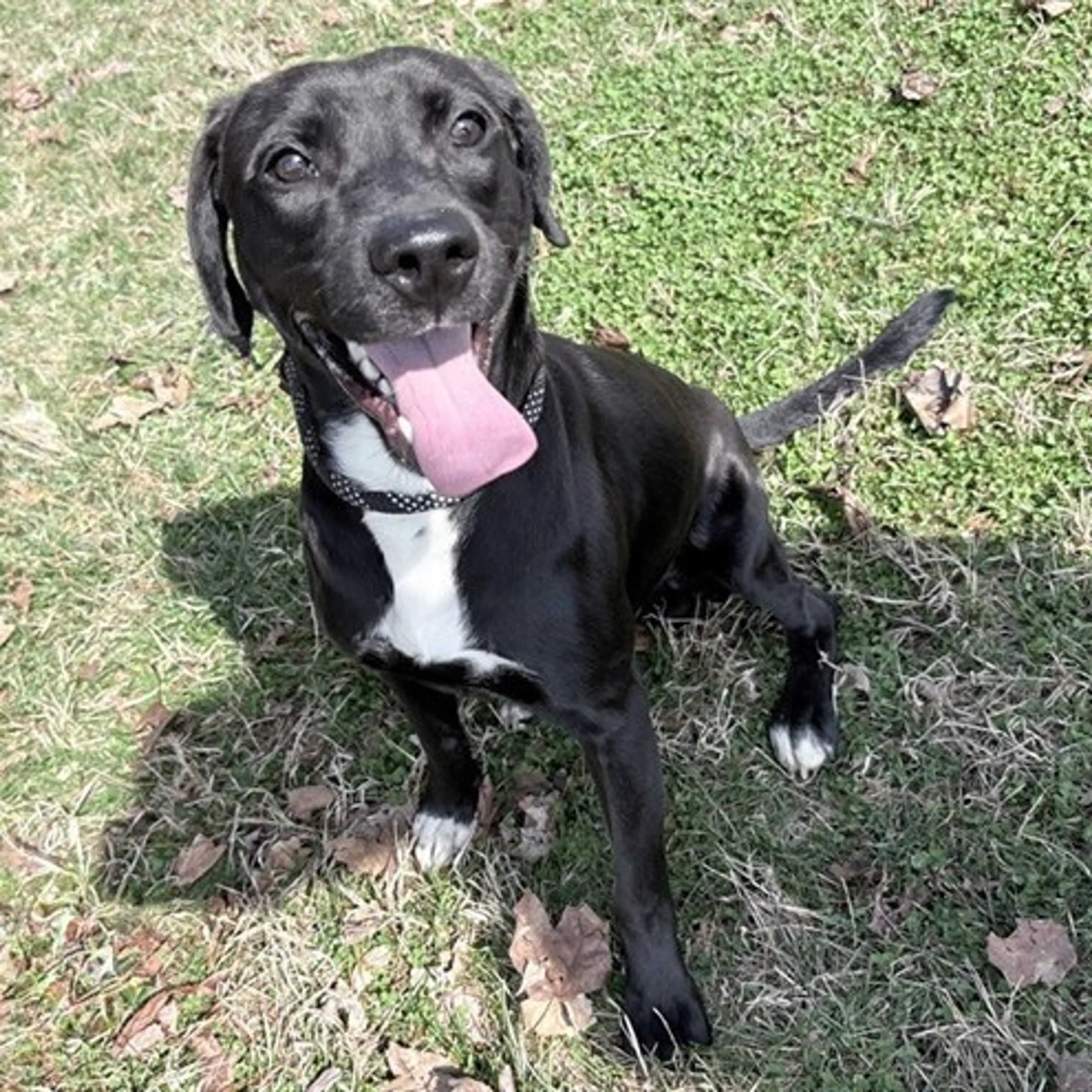 Found pet-1