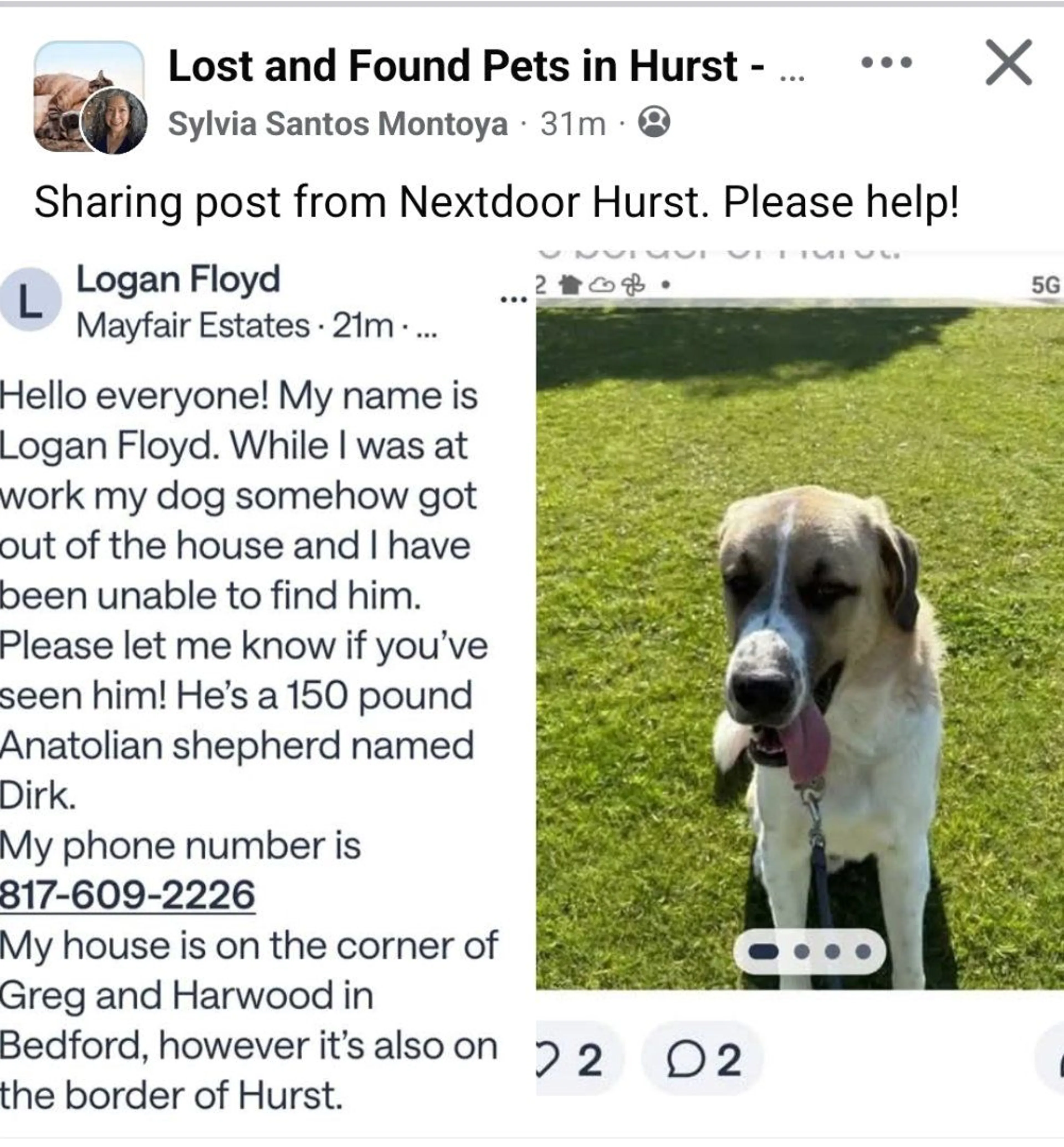 Lost pet