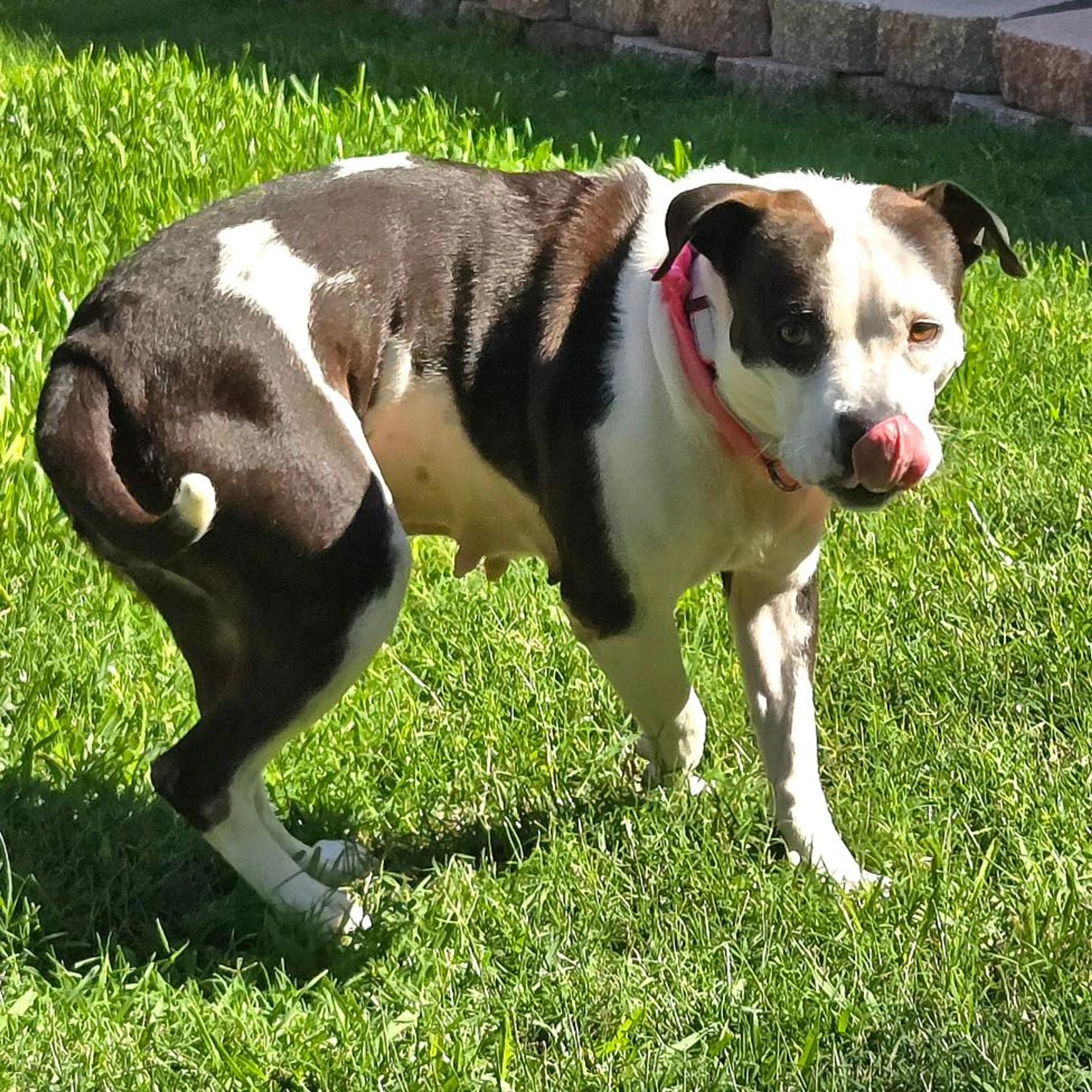 Found pet-7