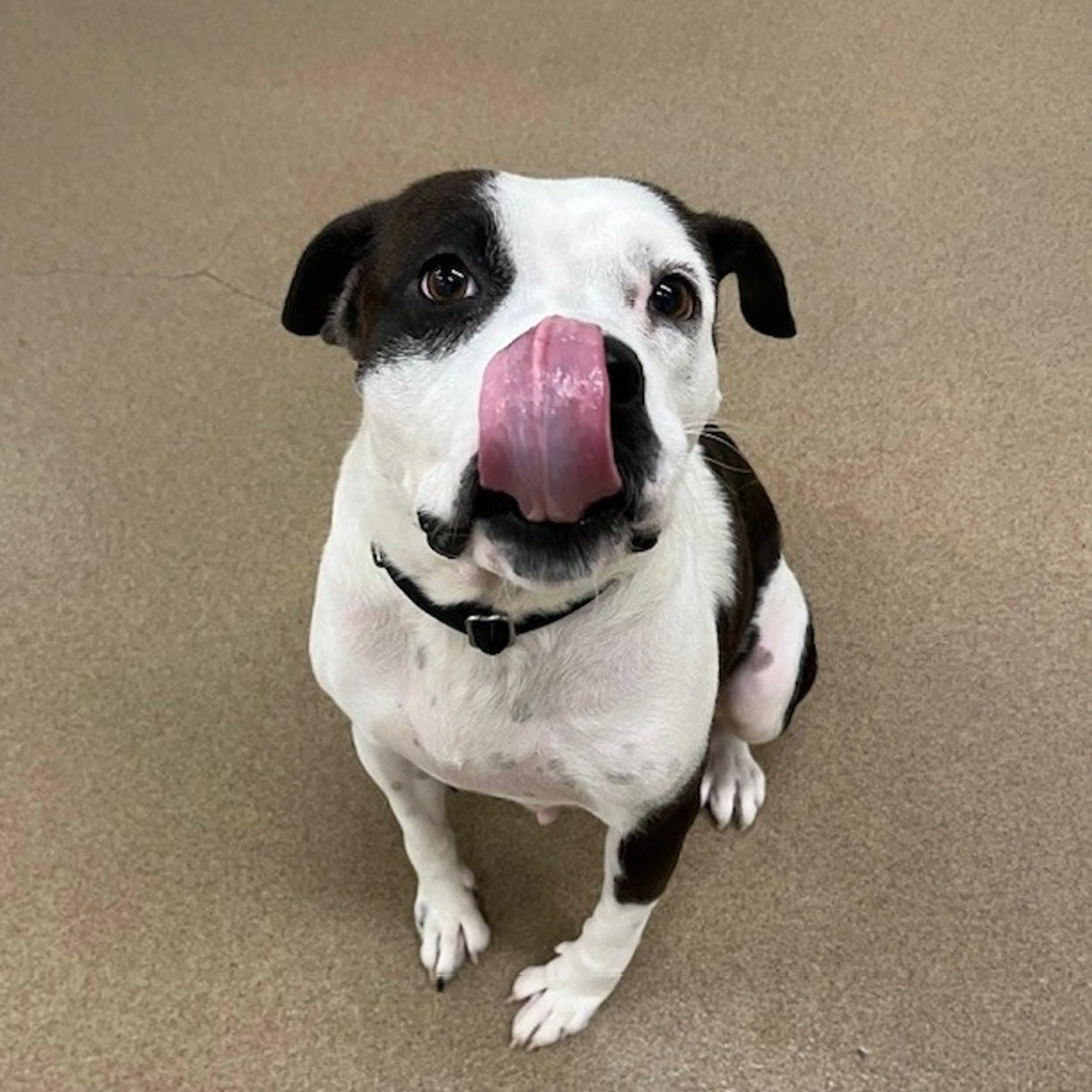 Found pet-2