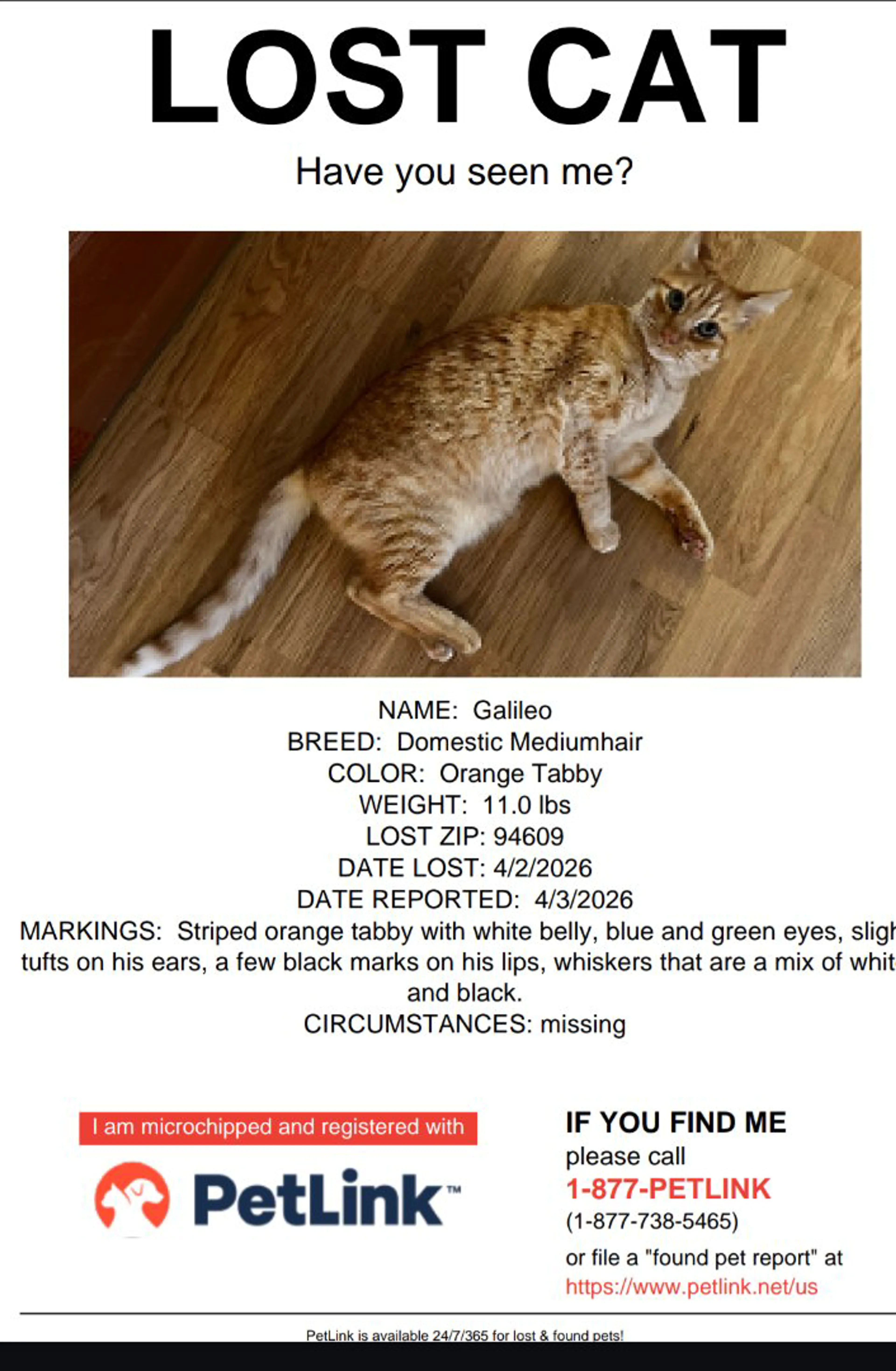 Lost pet