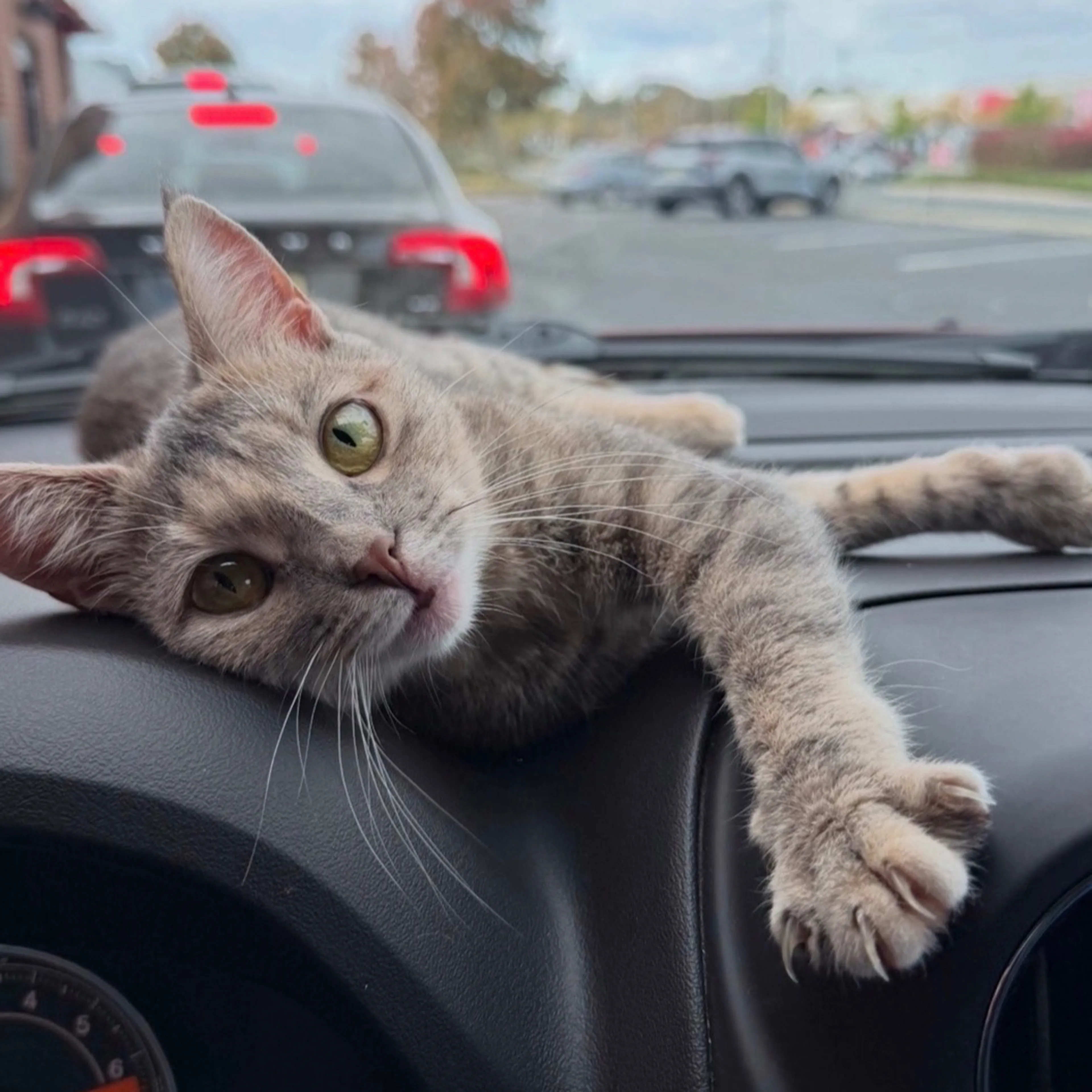Lost pet-1