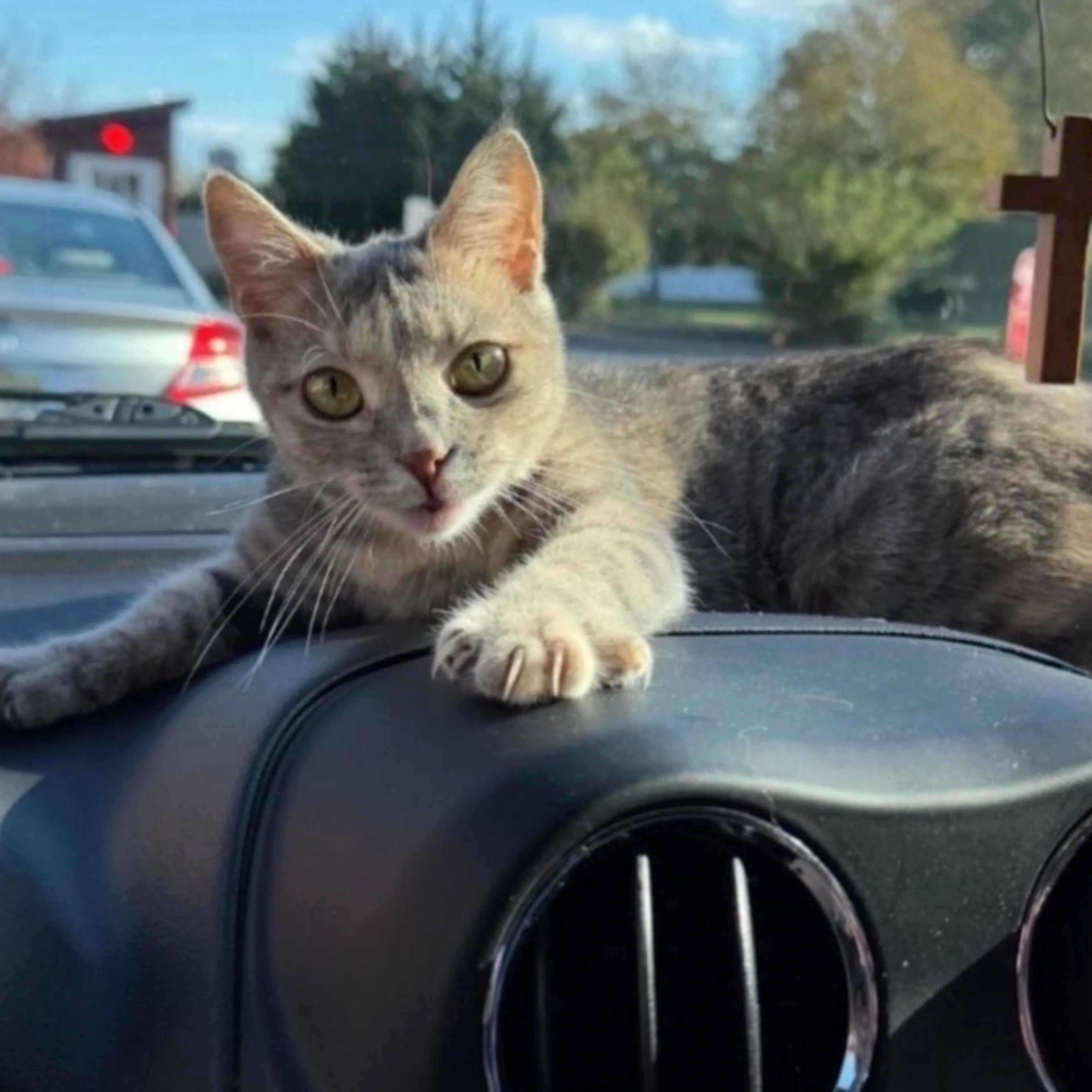 Lost pet-0