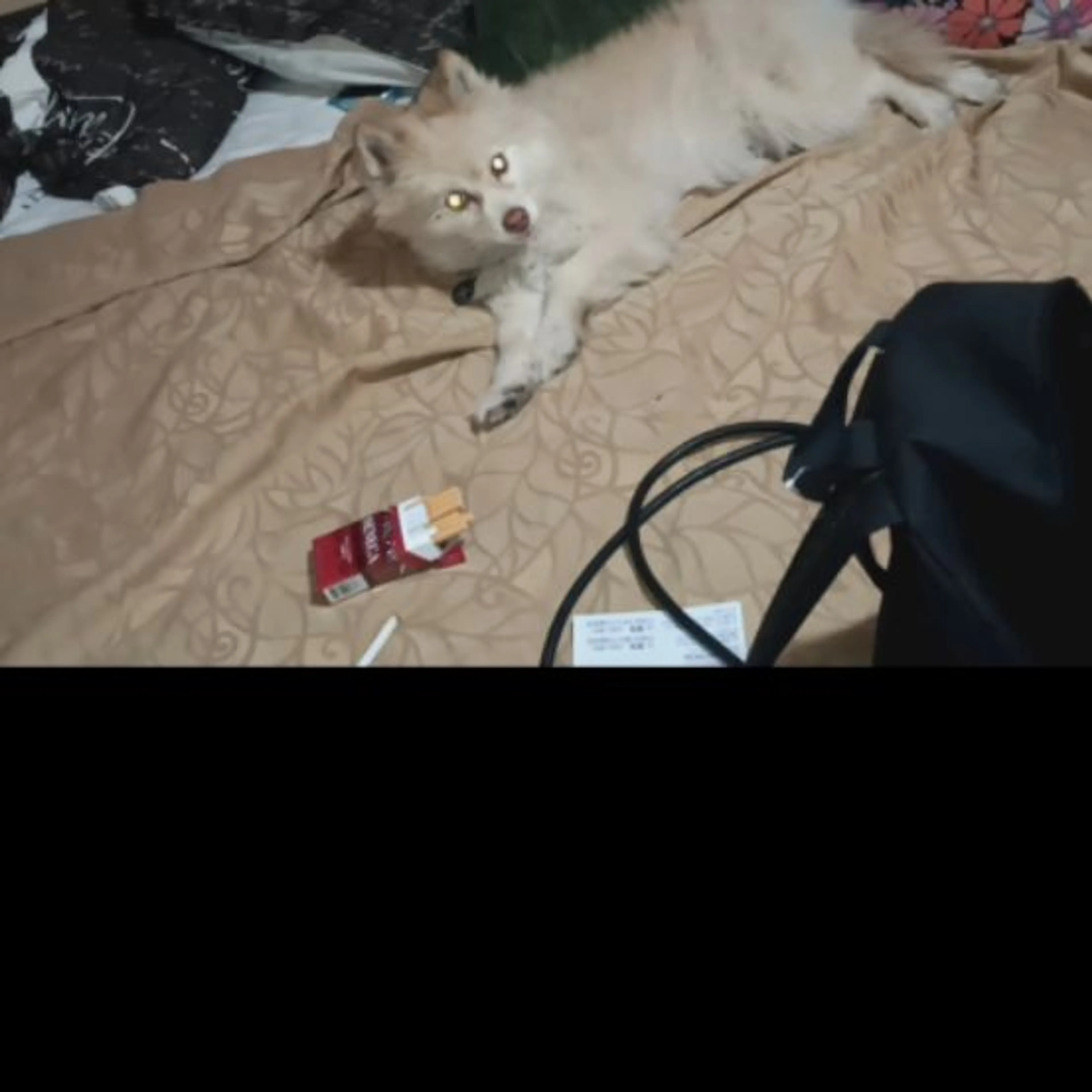 Lost pet