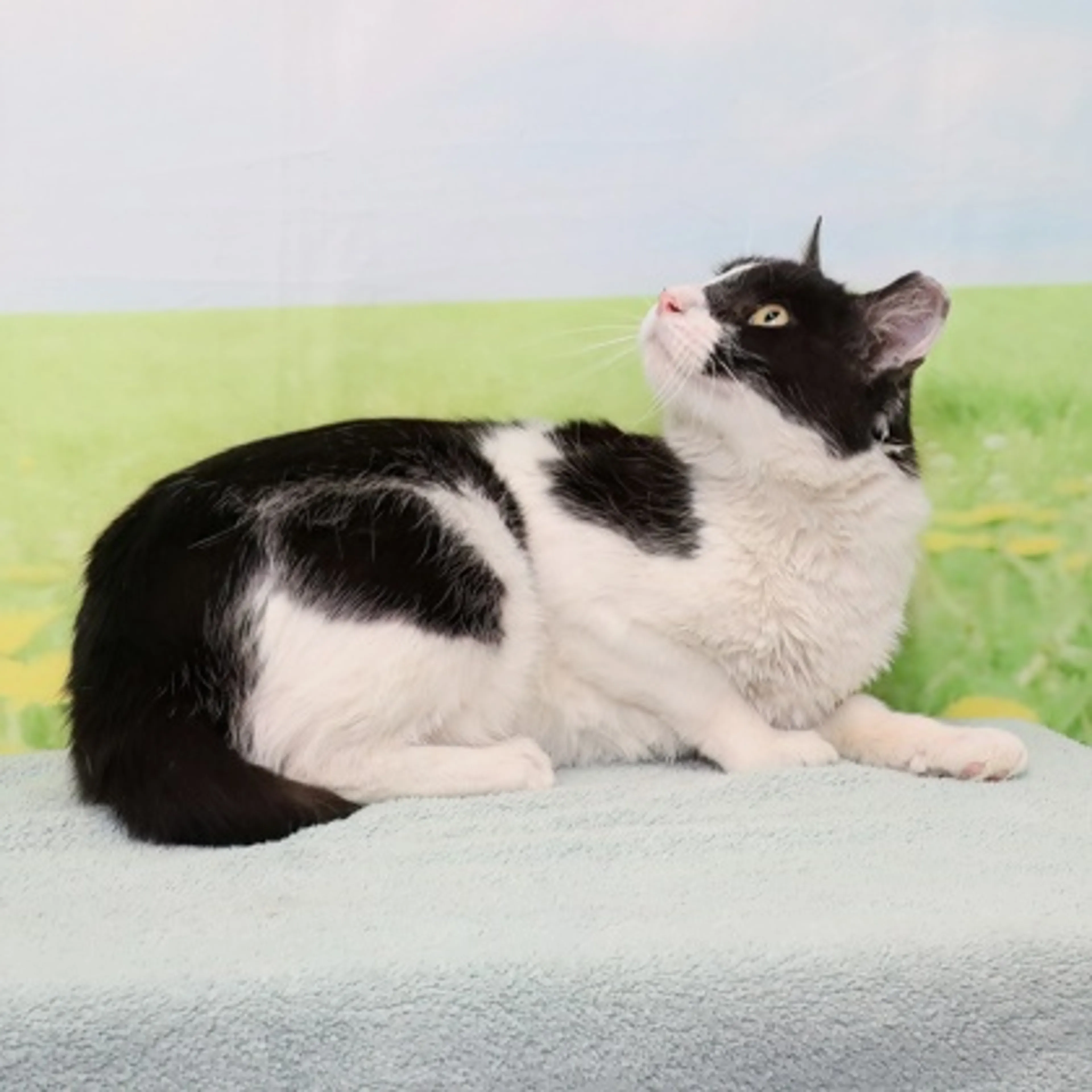 Found pet-2