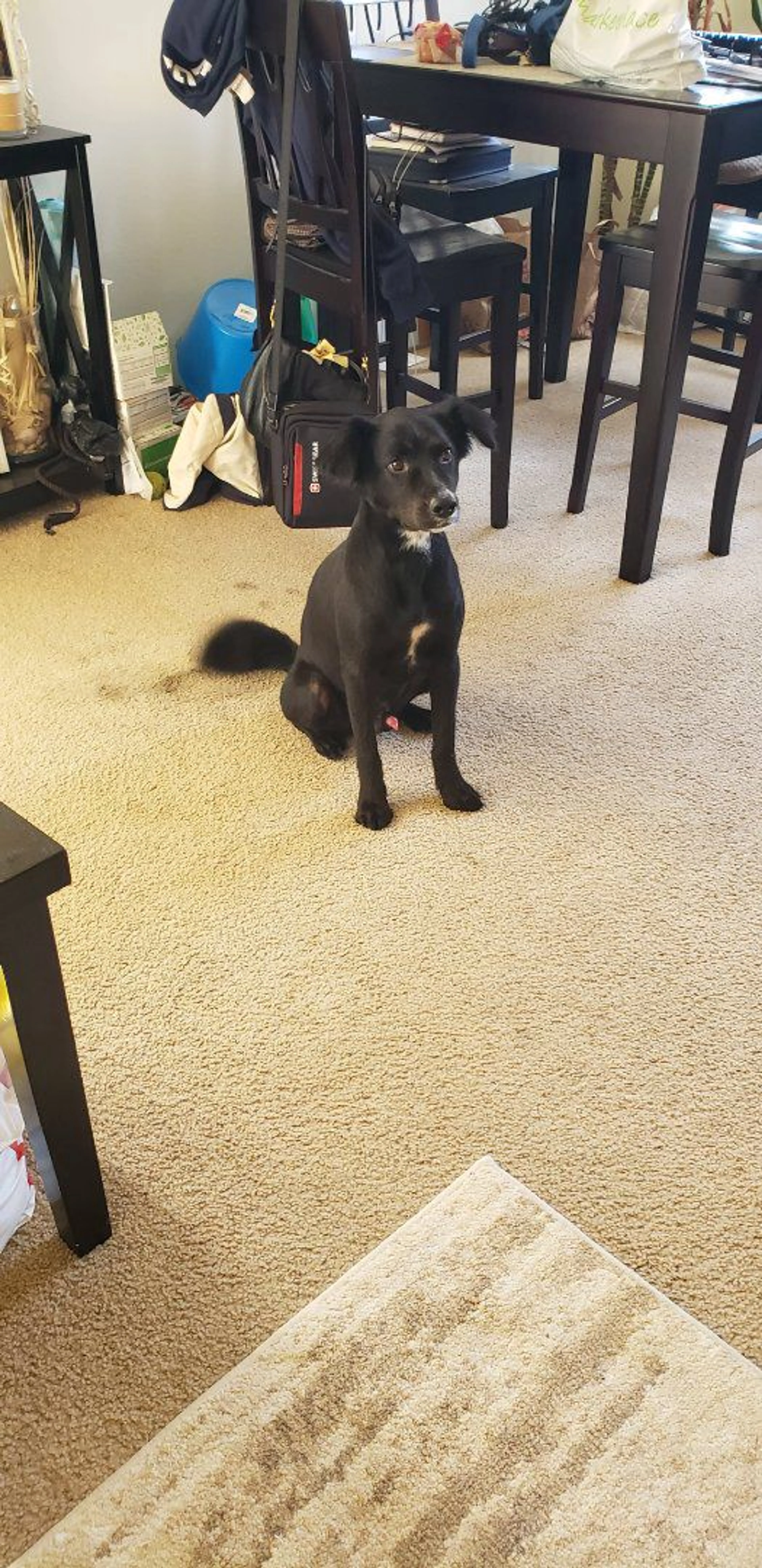 Lost pet-1