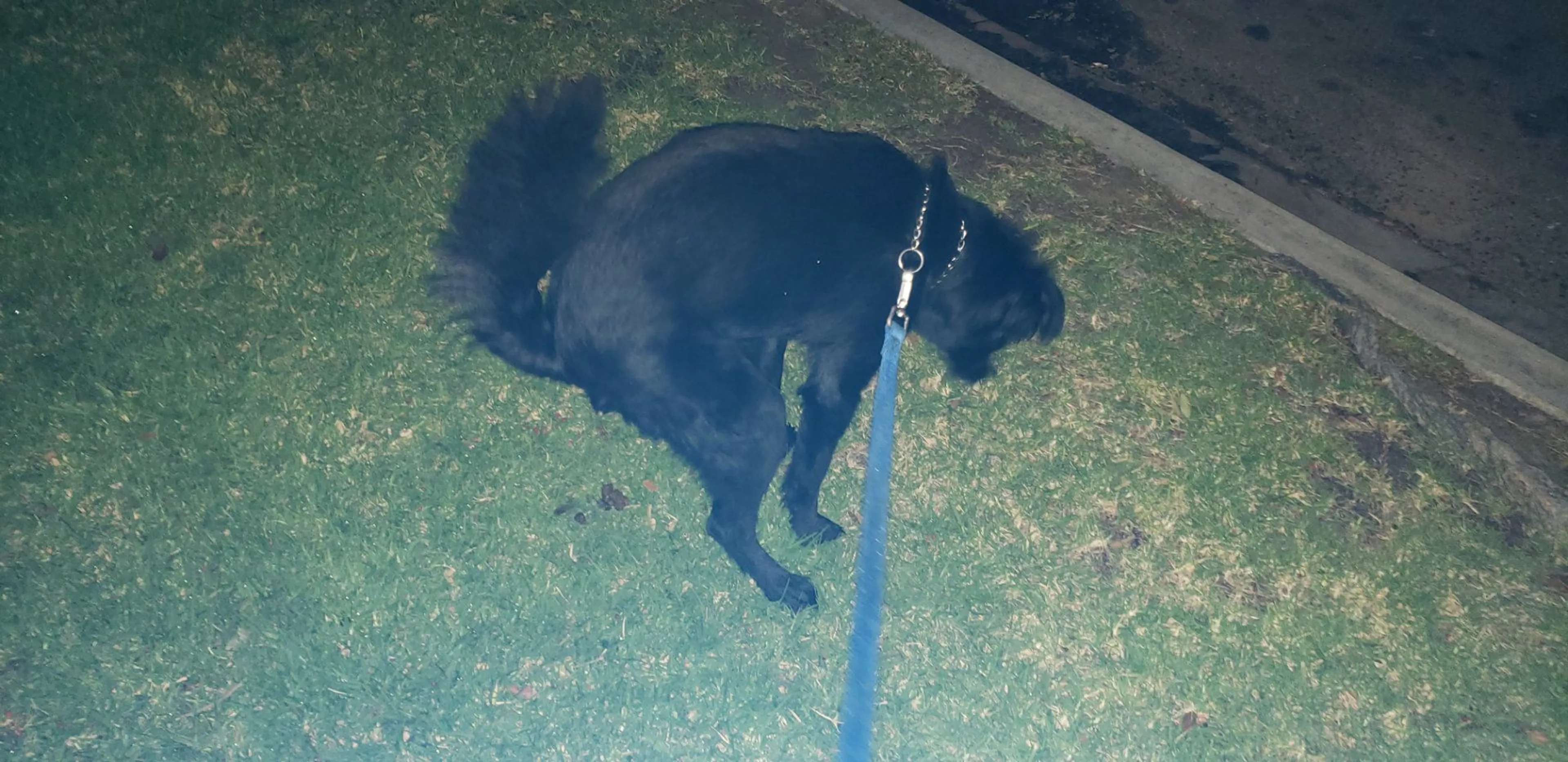 Lost pet-4