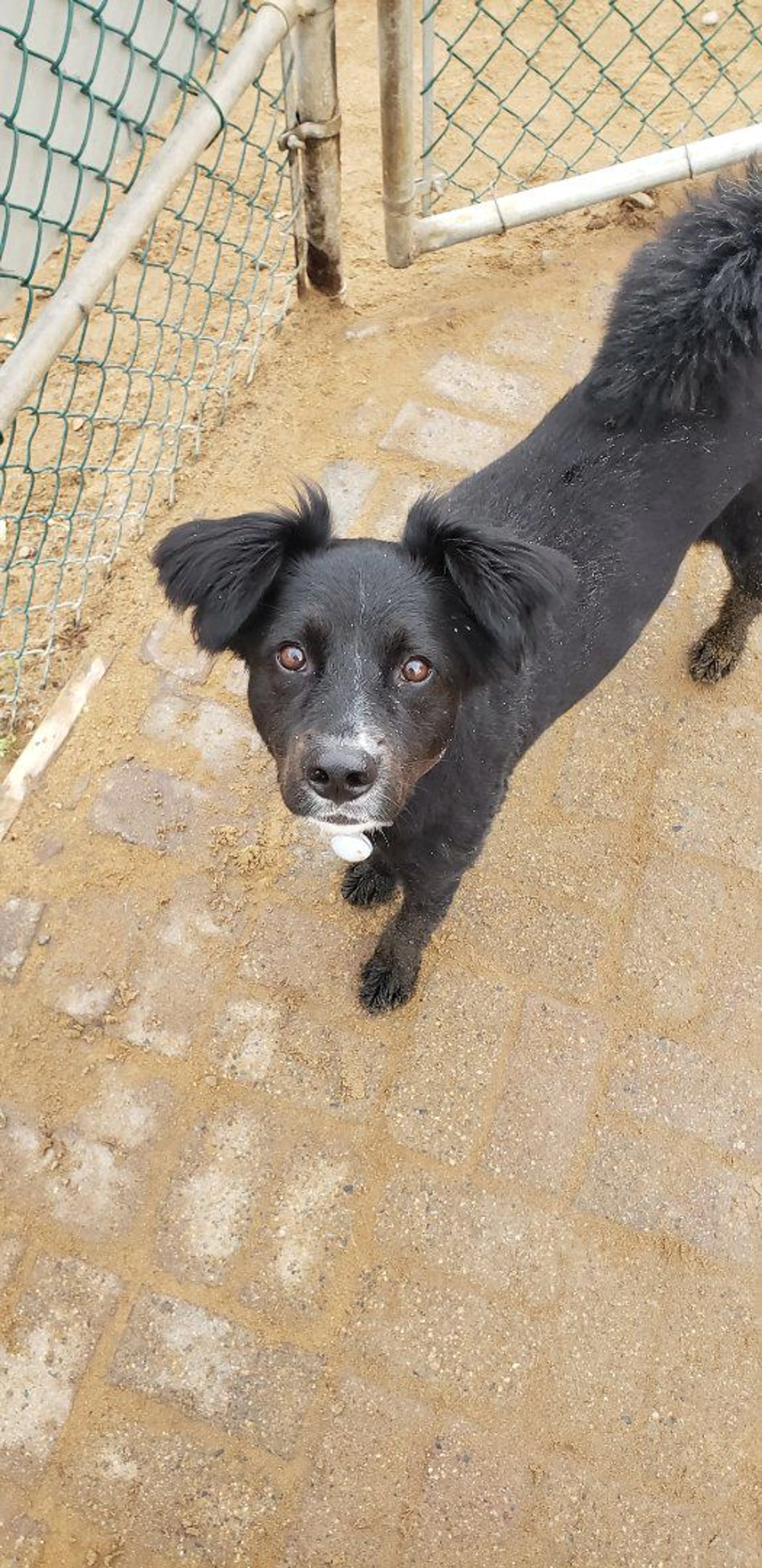 Lost pet-3