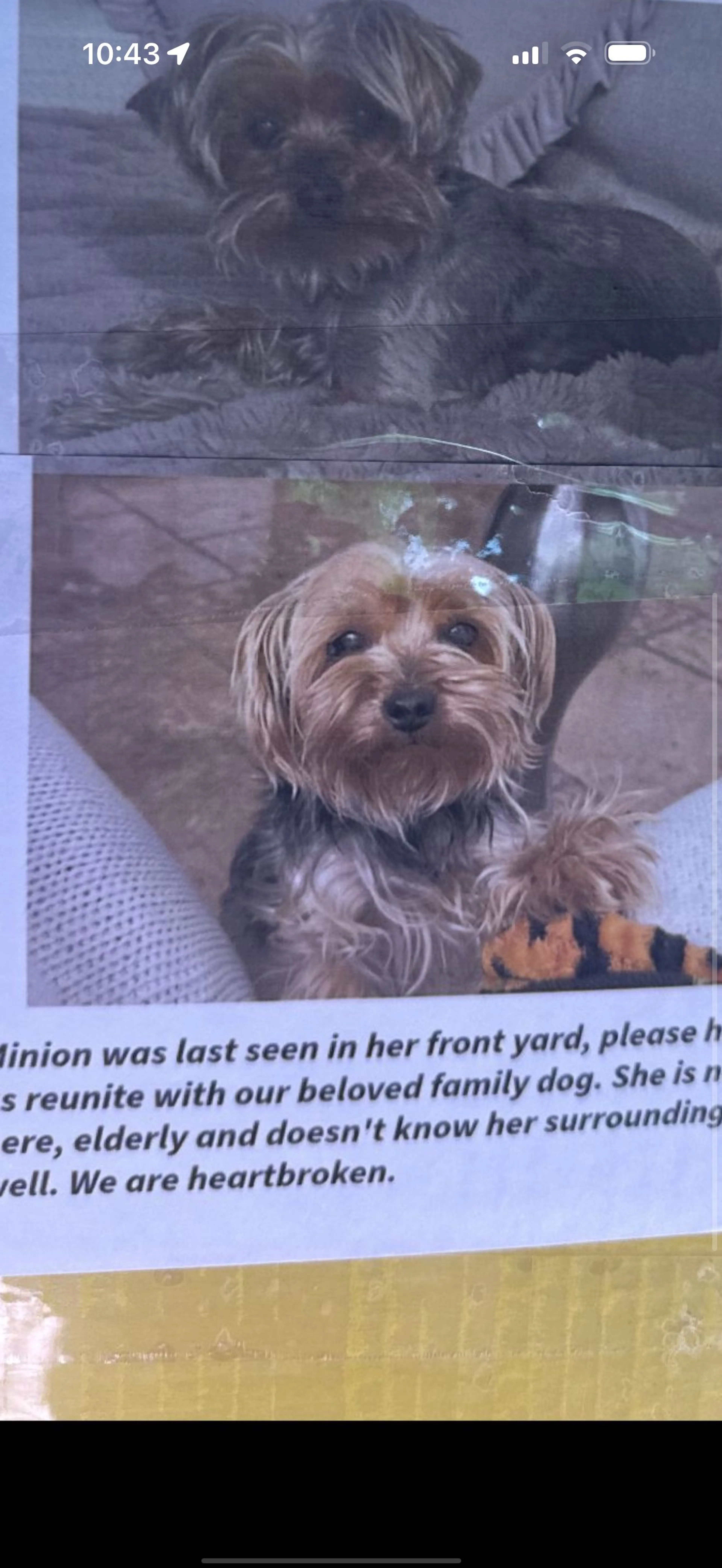 Lost pet