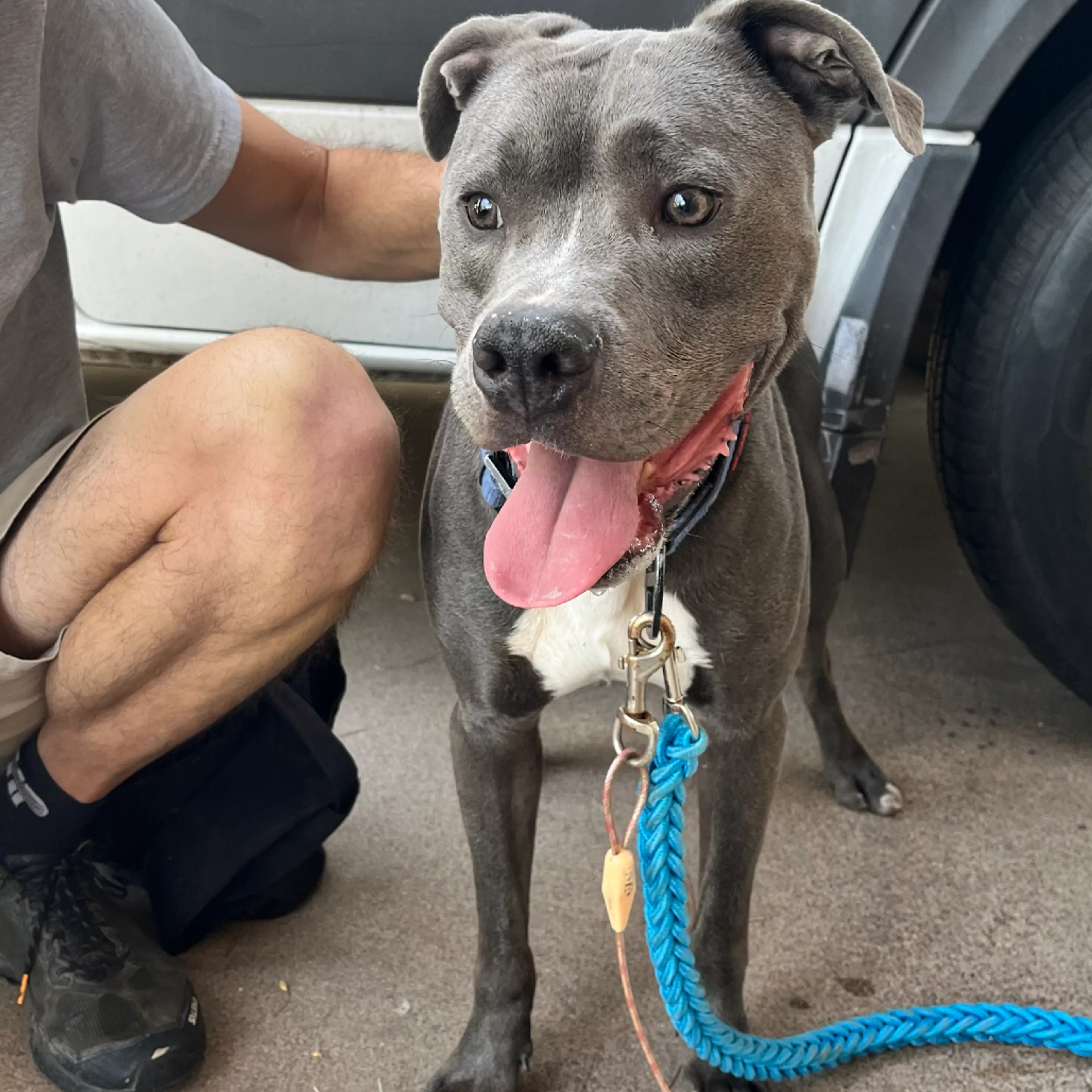 Found pet-1